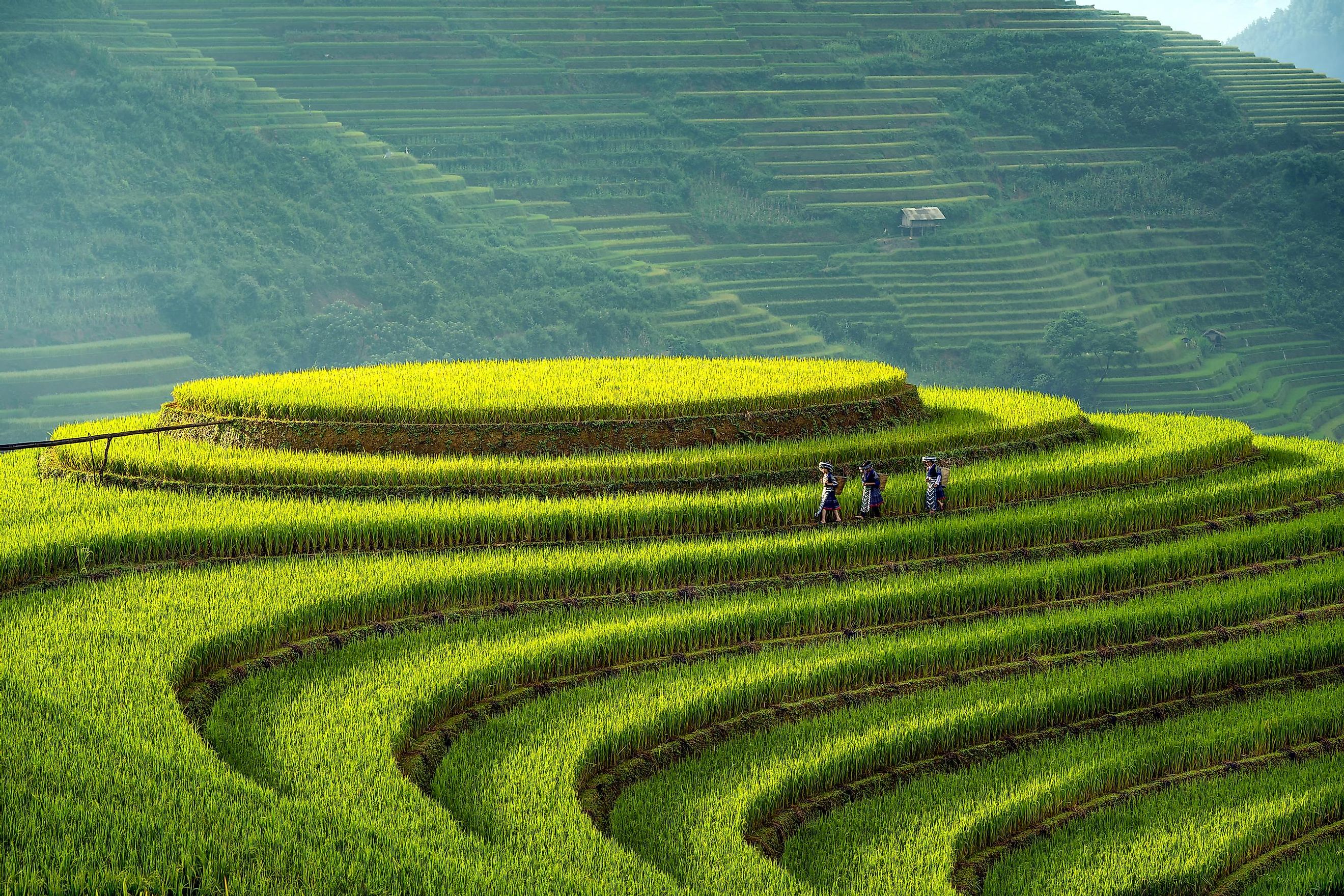 Mu Cang Chai rice fields, Yenbai, Vietnam.