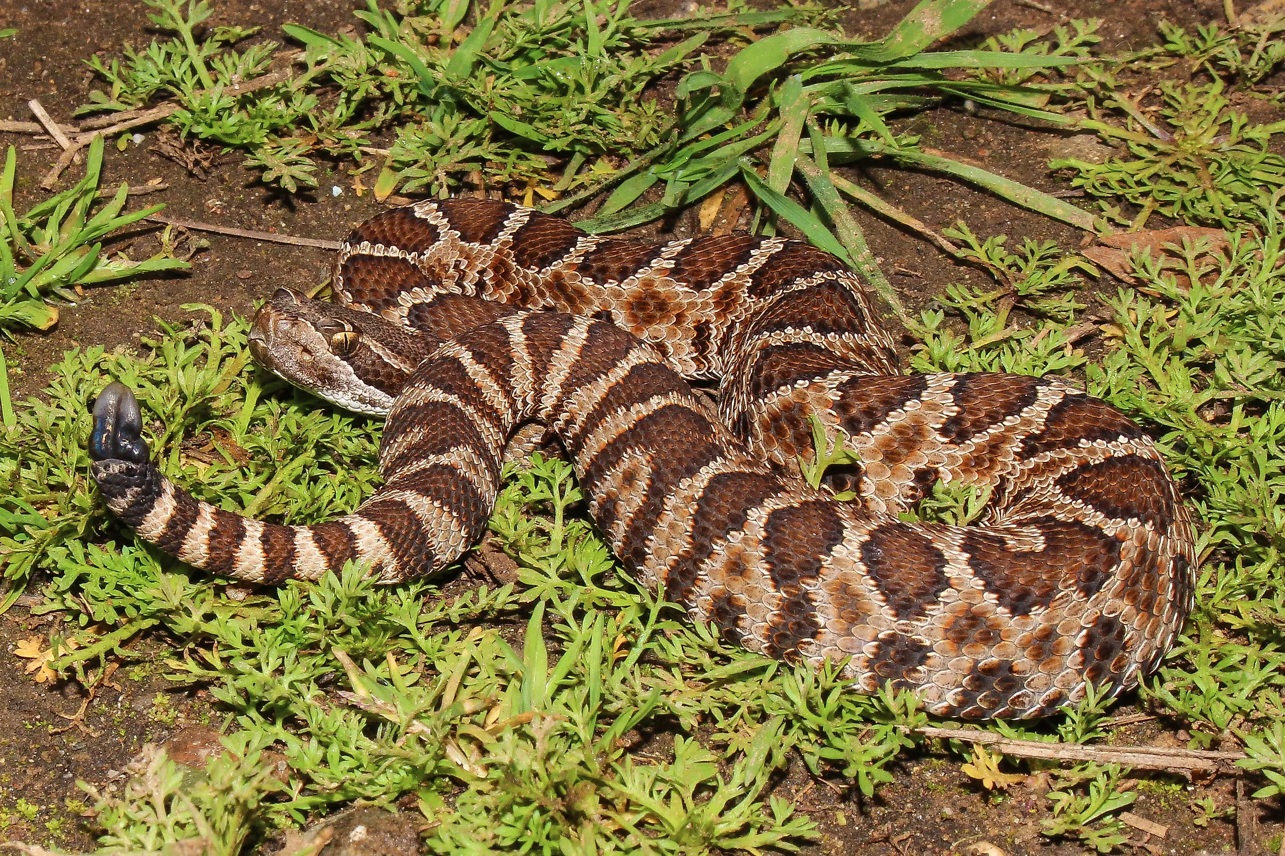 Juvenile Northern Pacific rattlesnake (Crotalus oreganus) on the ground.