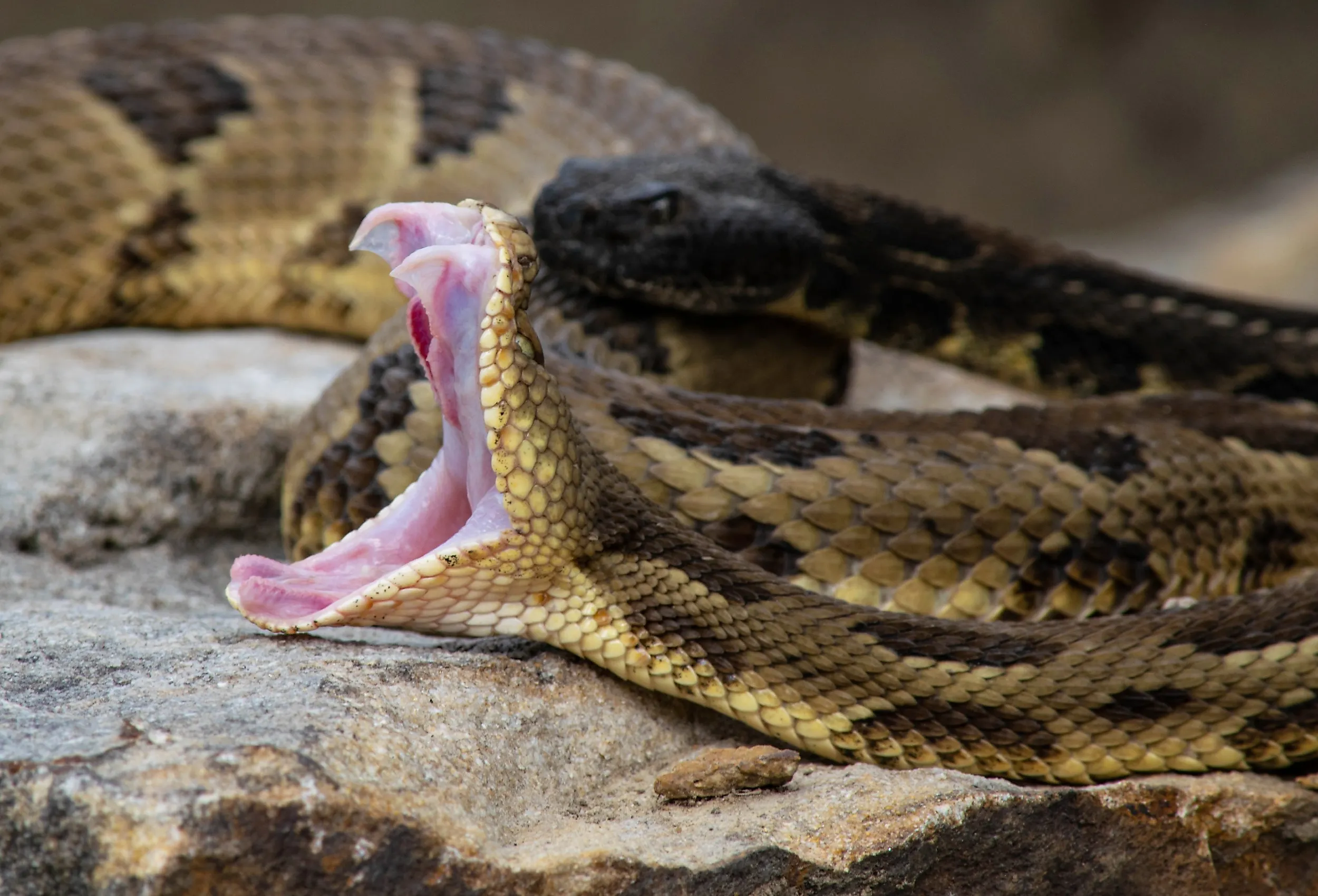 Timber Rattlesnake in the sun with it's mouth wide open.