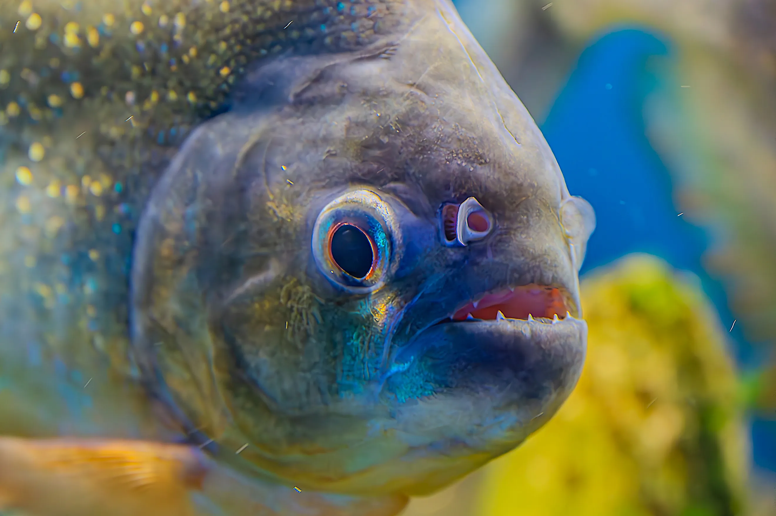 Piranha, (Pygocentrus nattereri) swimming. 