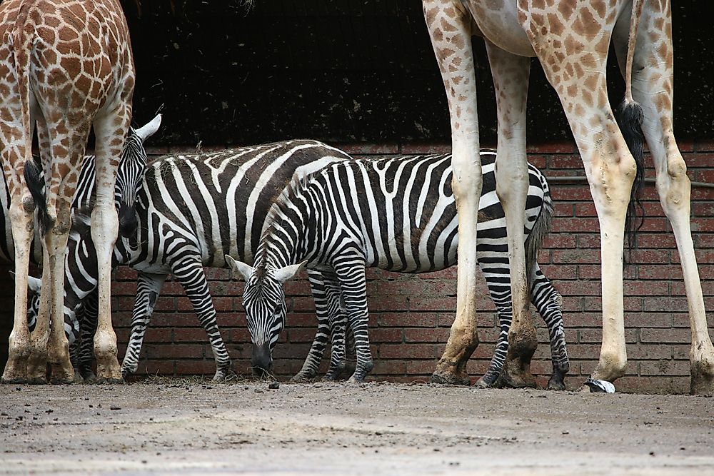 Selous' Zebra with a pair of giraffes.
