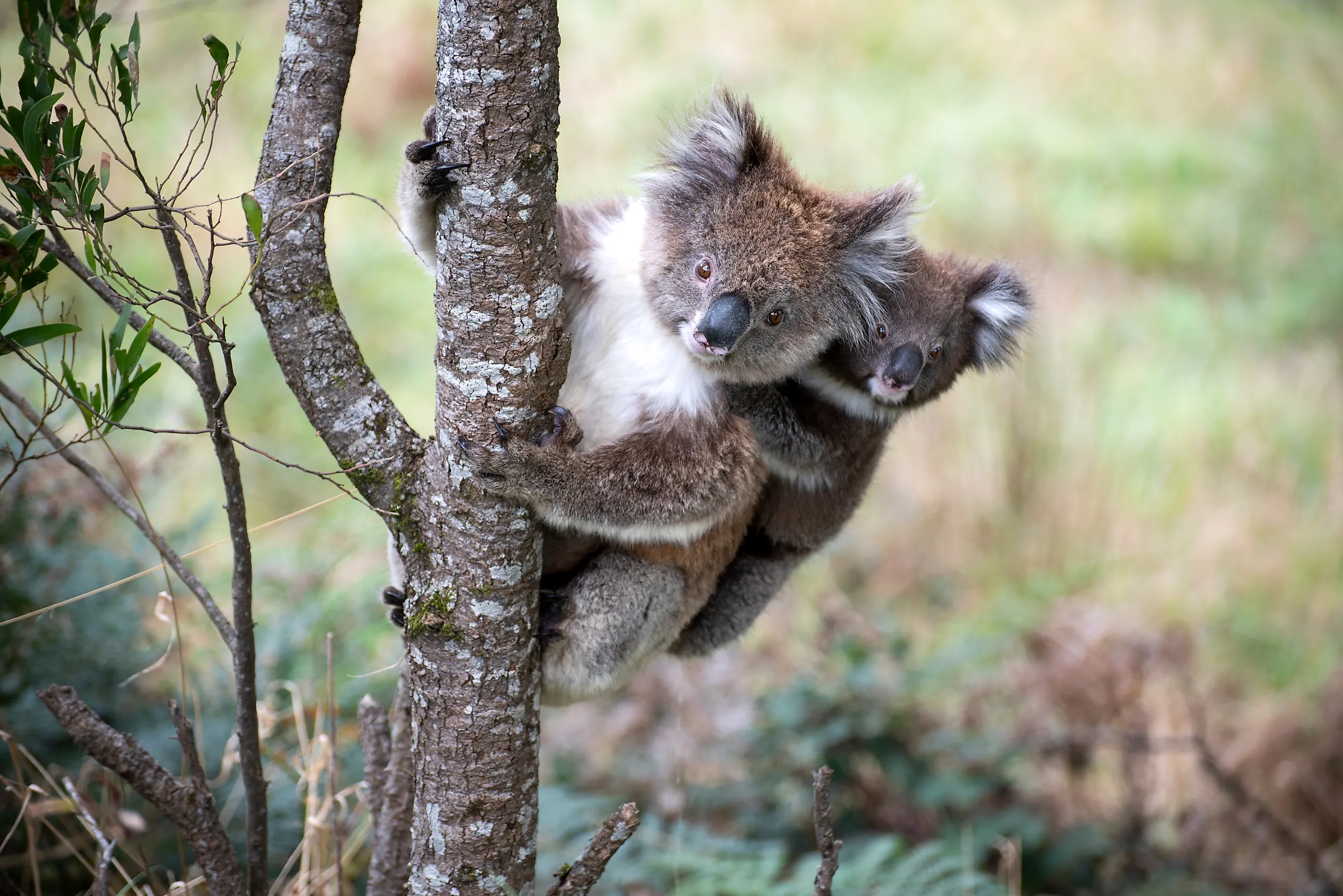 A mother and baby koala in a tree.