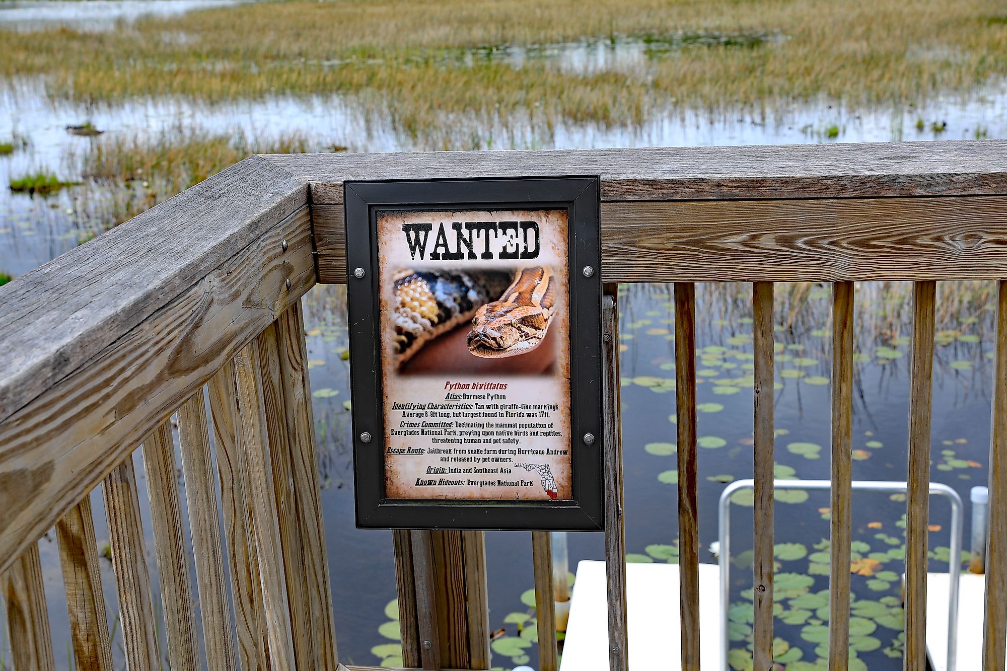 A board in the Everglades area of Florida warning about Burmese pythons that are an invasive species in the region. These non-native snakes are harmful to the local fauna like birds. Image credit: Thomas Barrat/Shutterstock.com