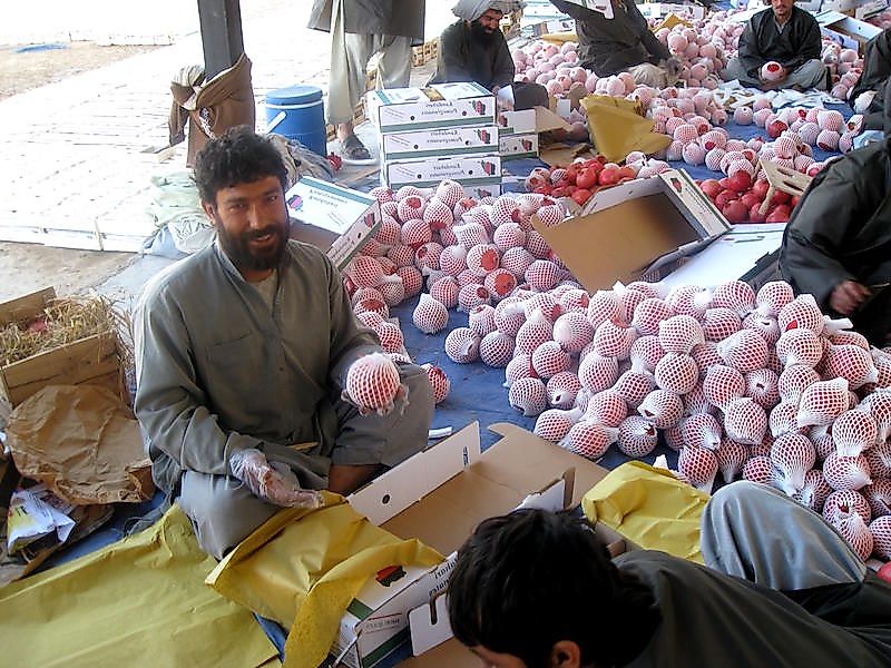An Afghan man sorting and packing pomegranates.