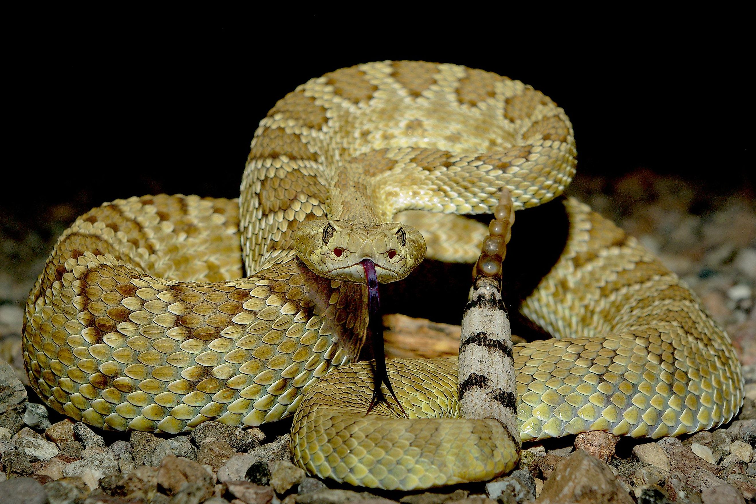 A Mohave rattlesnake.