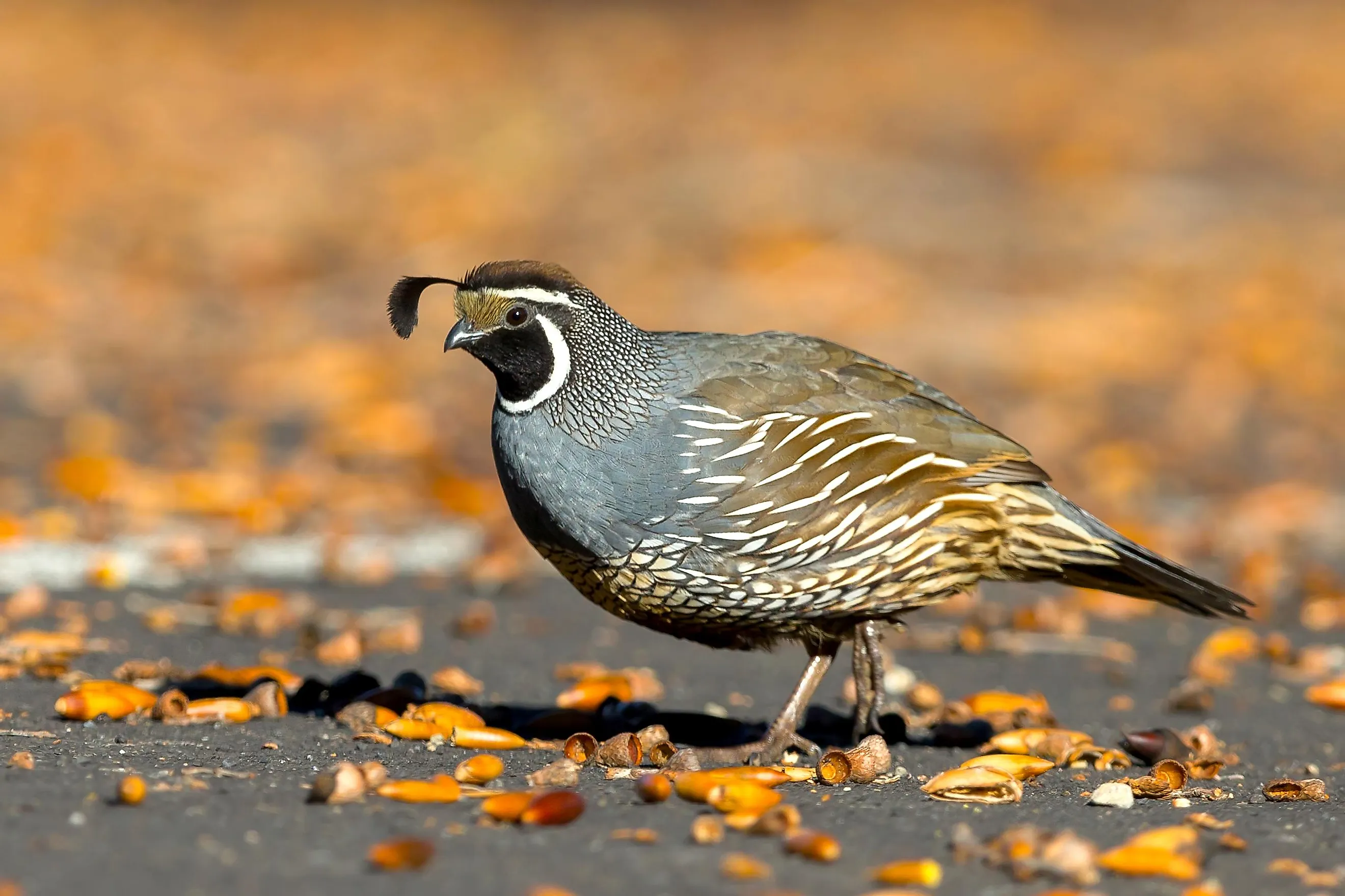 A male California quail.