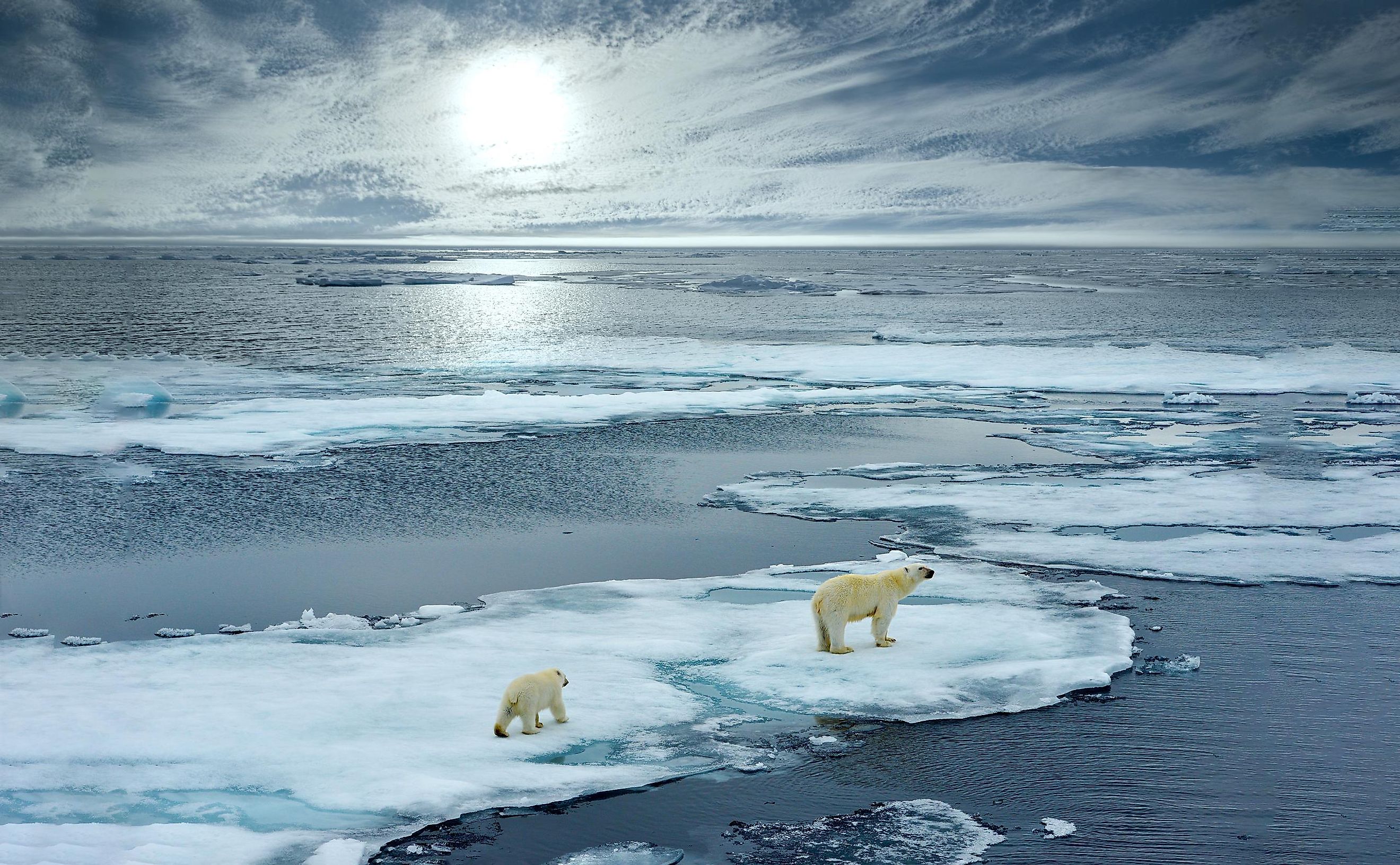 A female polar bear with cub on sea ice.