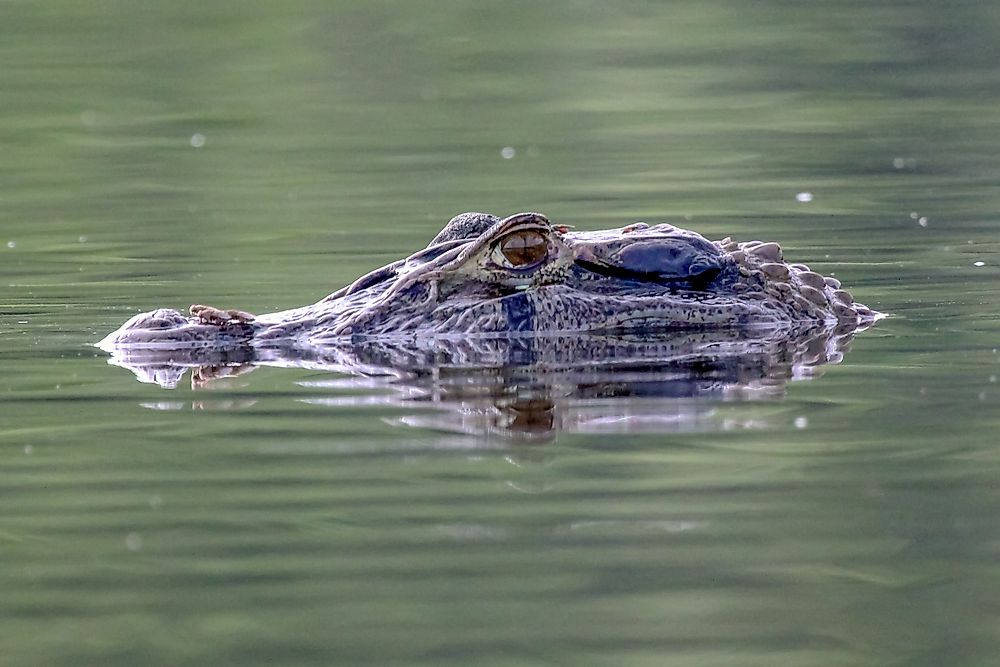 The Black Caiman is one of the largest crocodilian species.