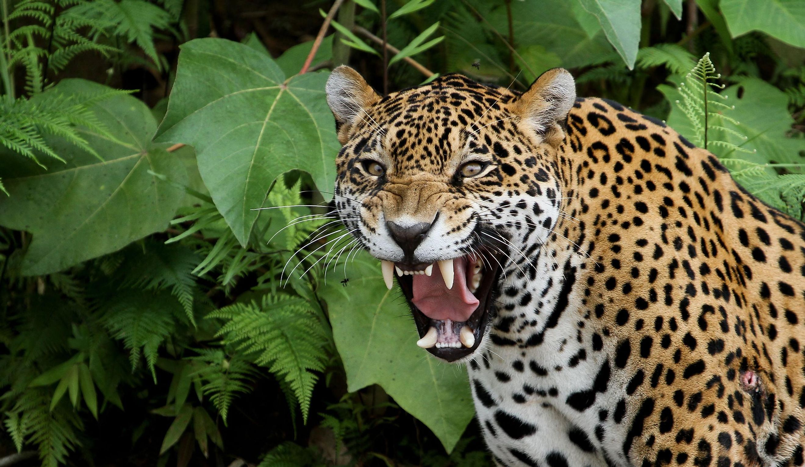 Jaguar in the Amazon Forest