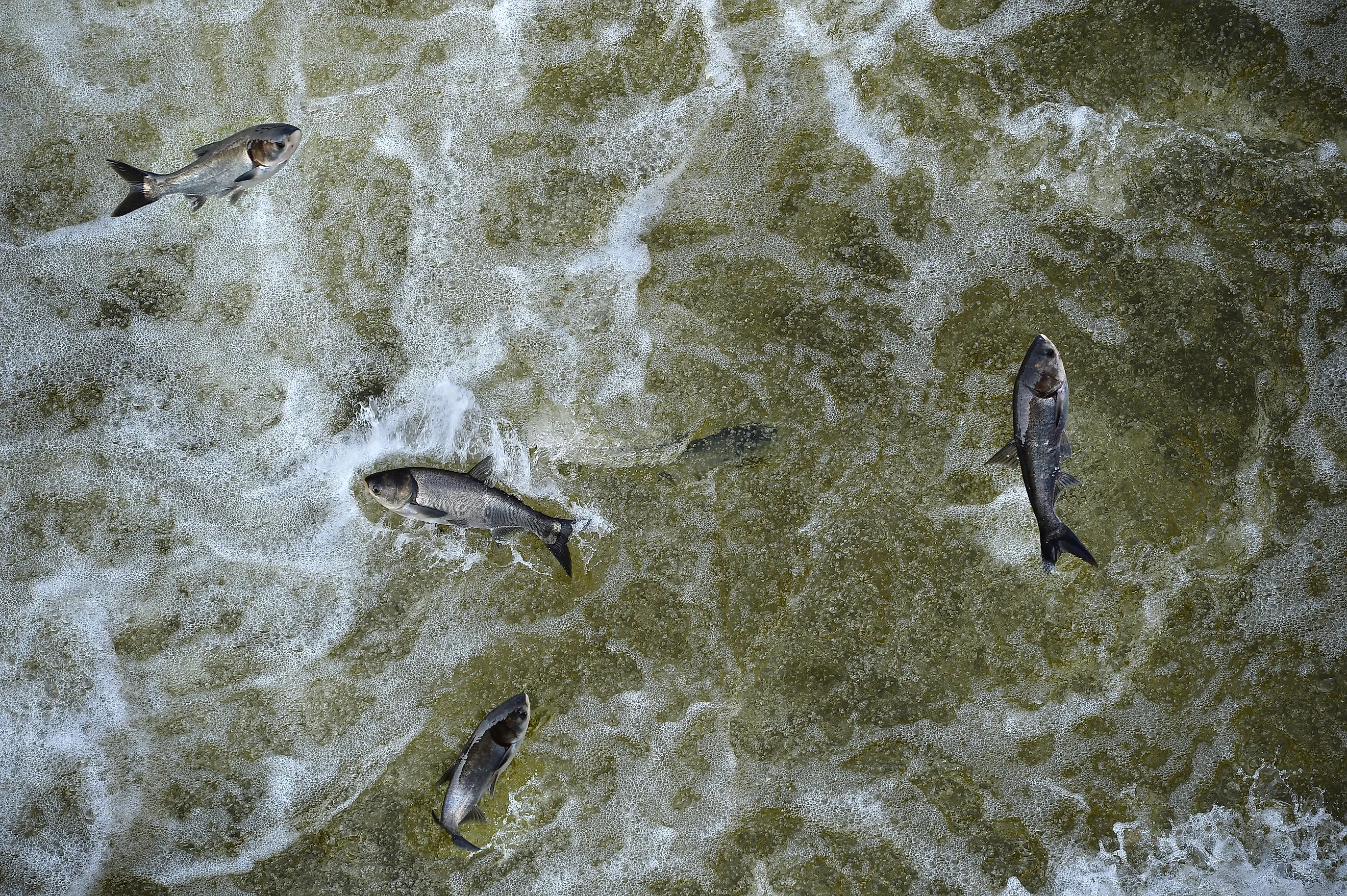 Invasive Asian carp in the tailwaters of Bagnell Dam on the Osage River that makes the lake of the Ozarks