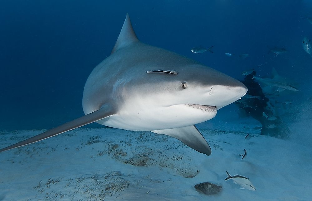 A bull shark in its natural habitat of deep water.