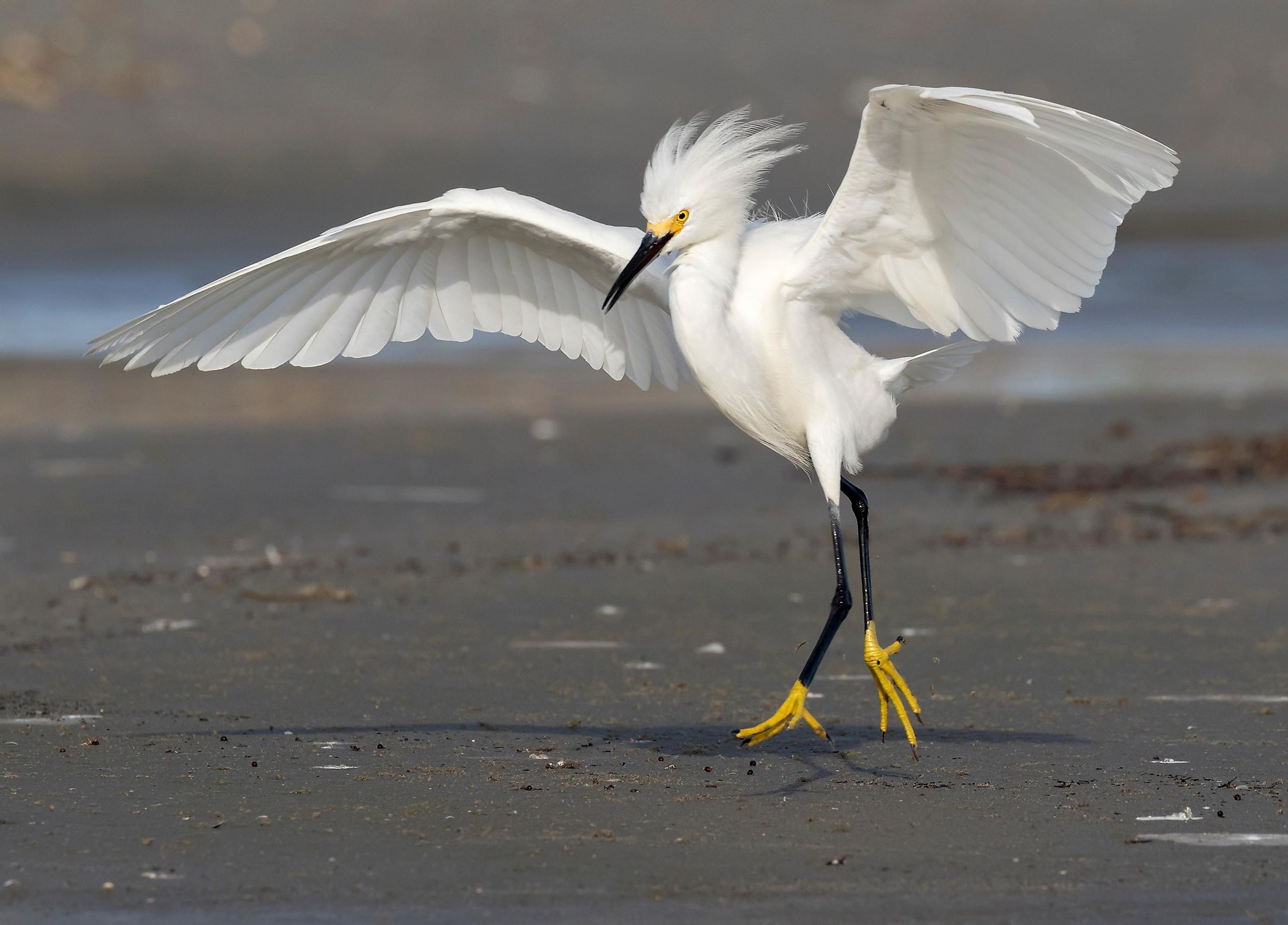 Snowy egret (Egretta thula) walking with threatening posture, Galveston, Texas, USA.