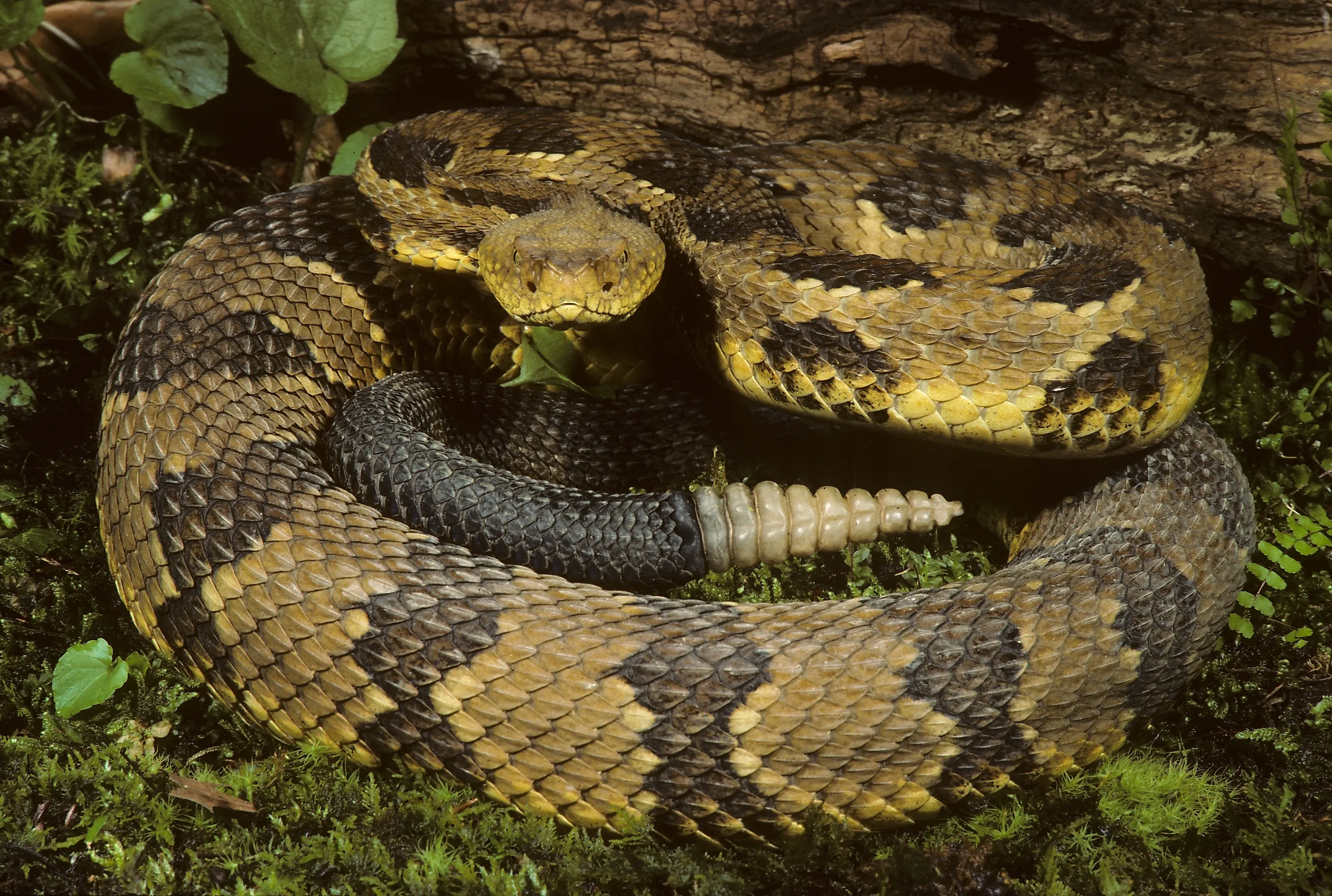 Timber Rattlesnake coiled (Crotalus horridus h.)