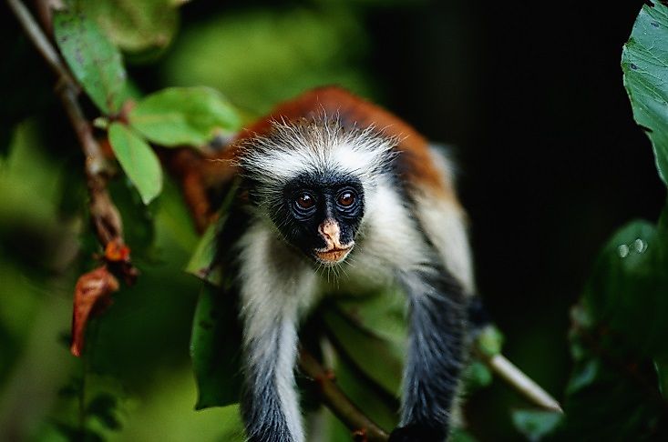 A Zanzibar red colobus monkey in the forests of Jozani Chwaka Bay National Park.