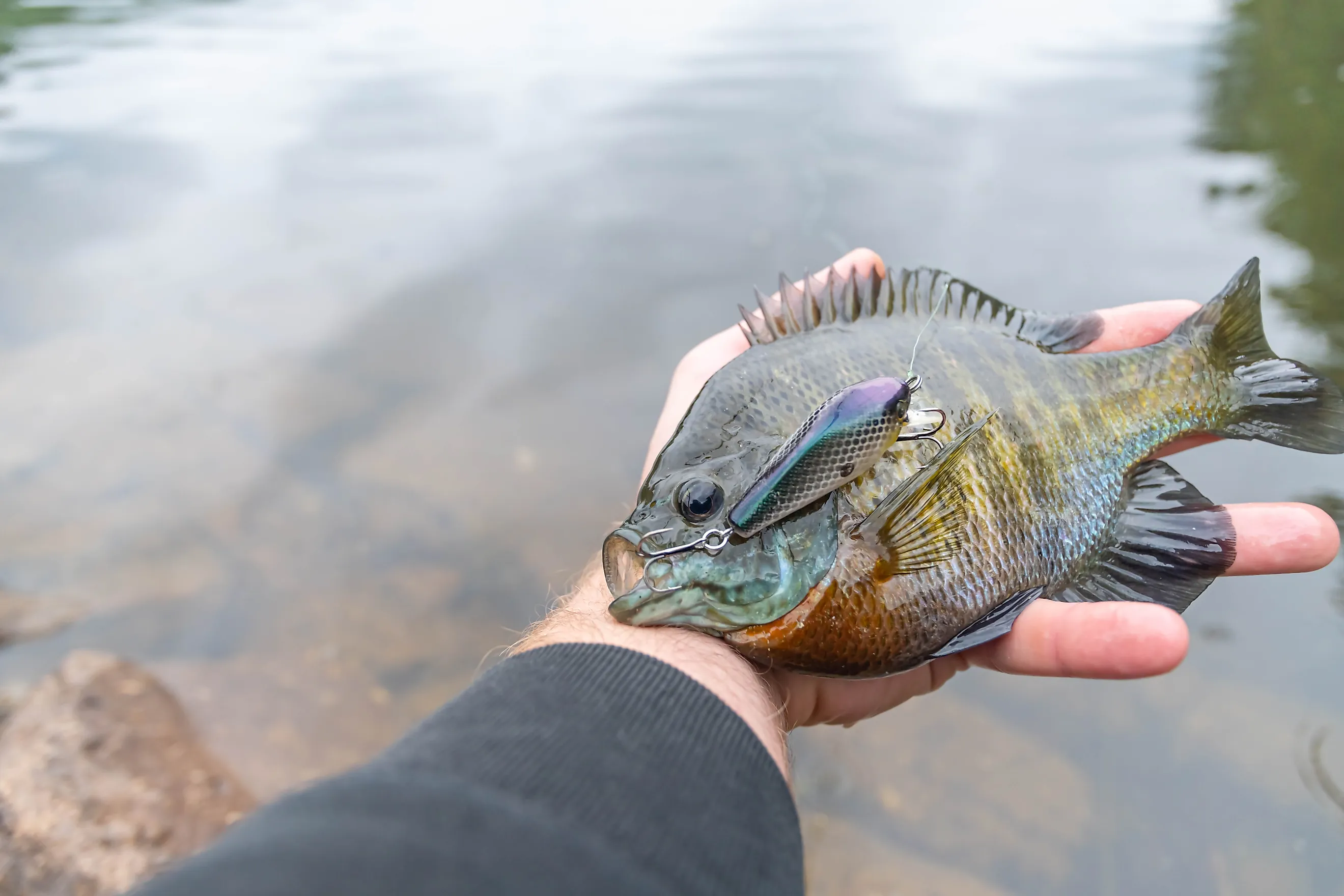 Bluegill Fish