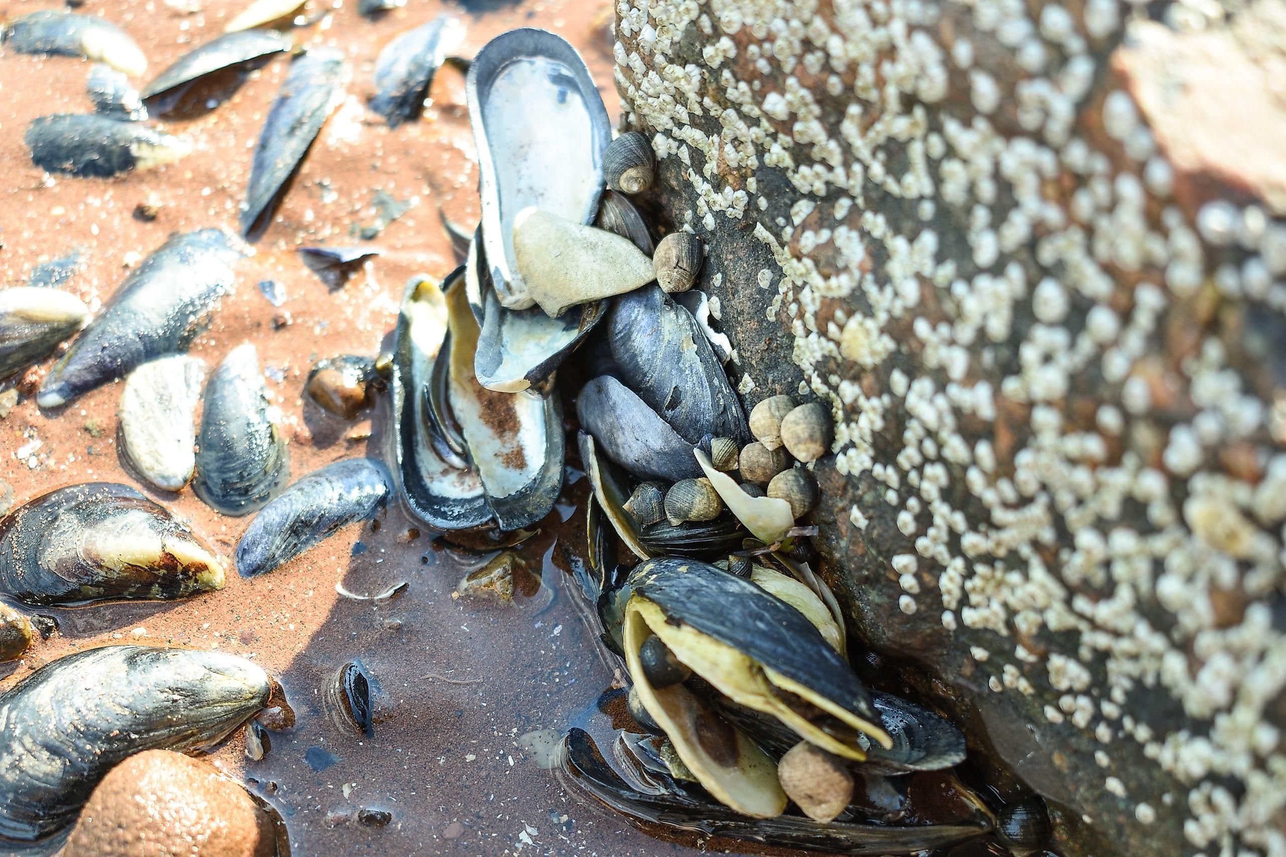 In the past, 80 species of mussels lived in the Ohio River, but currently, we can find only 50 species.