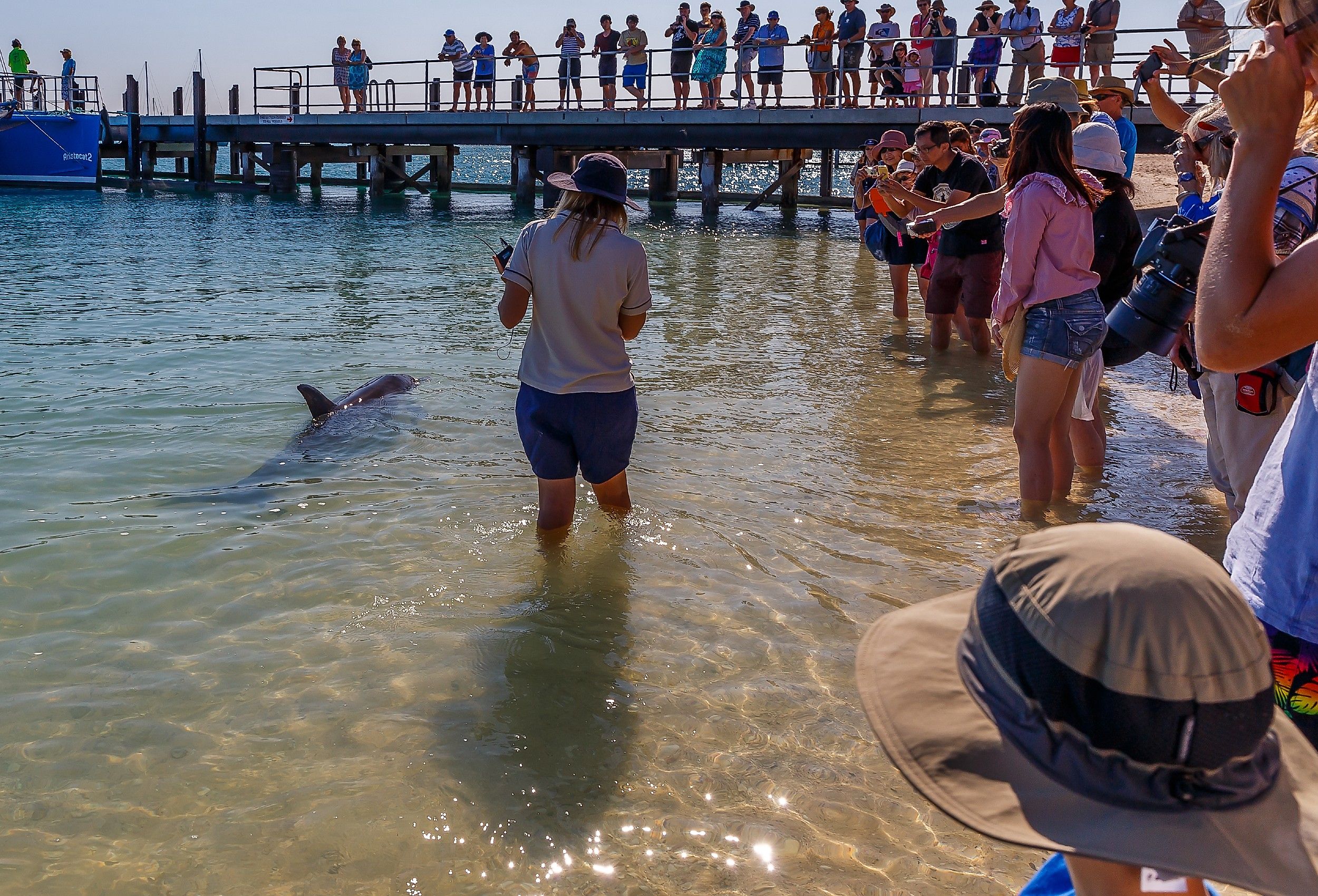 Dolphins in Monkey Mia, Australia. Image credit Ryan Hoi via Shutterstock