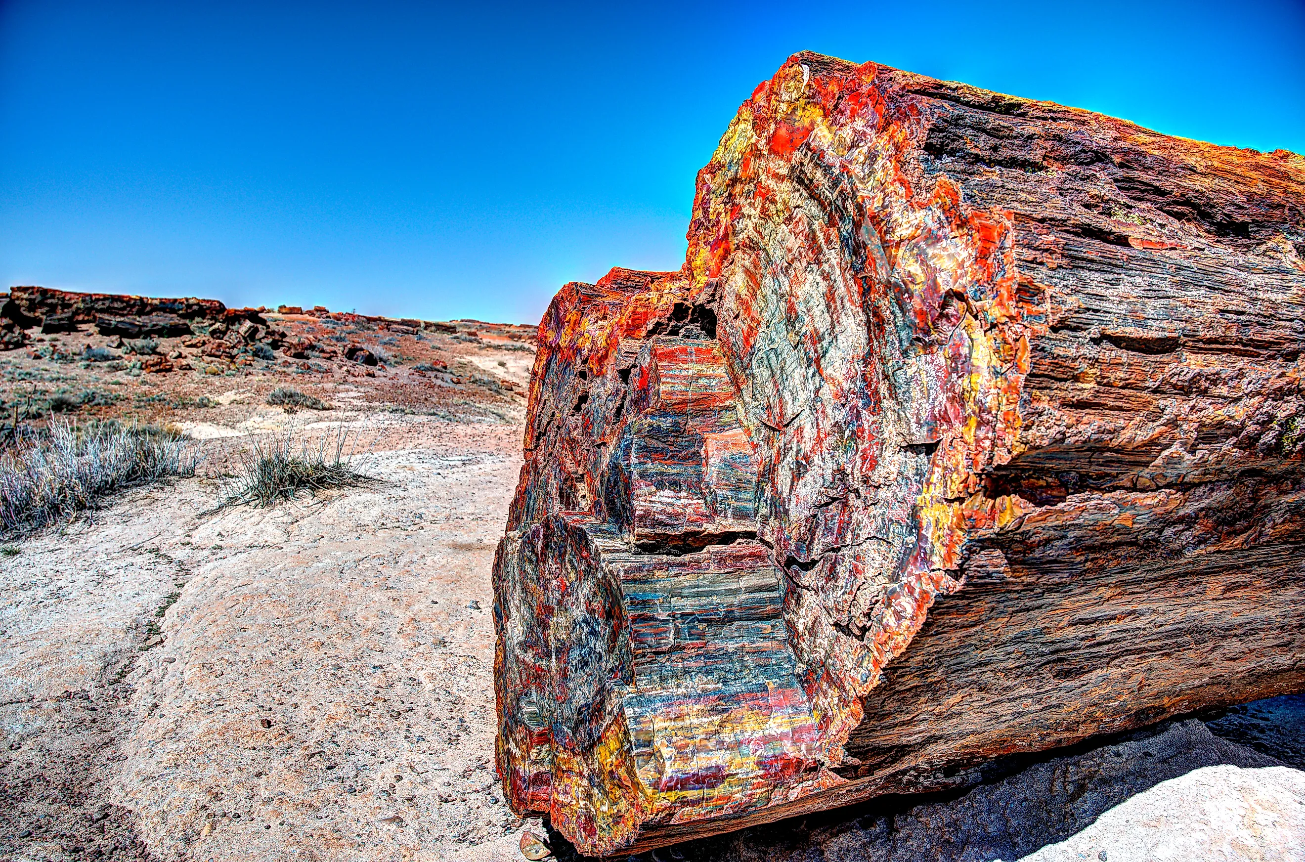 Petrified Forest multicolored wood