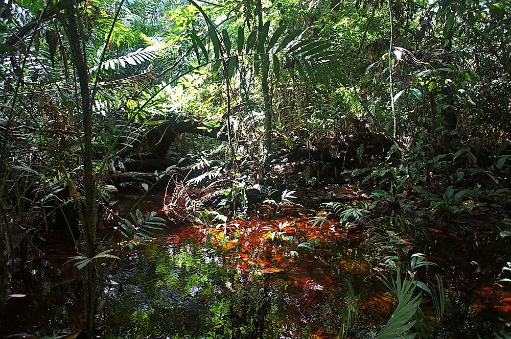 Much of the Republic of the Congo is covered in rainforests.