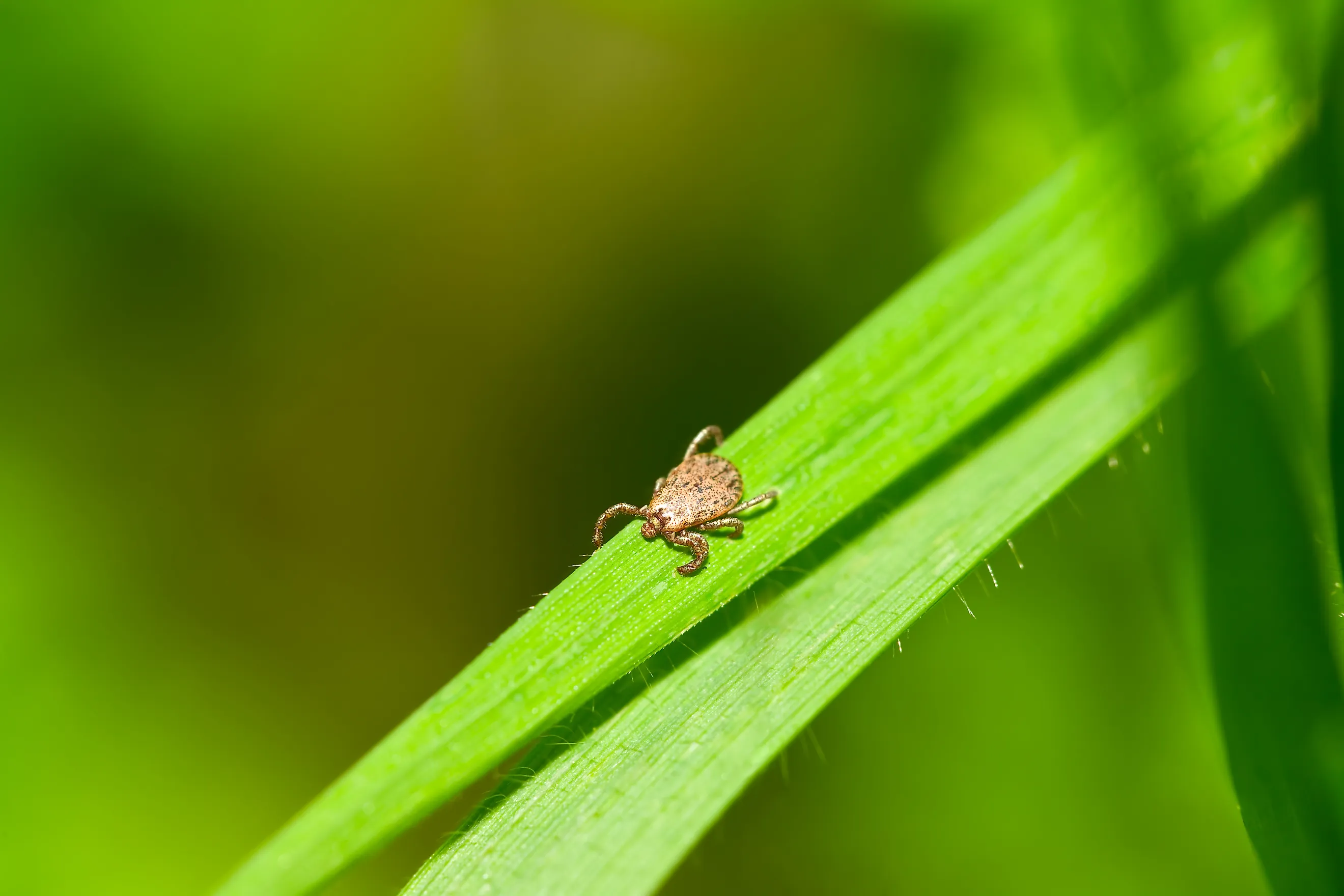 Male Pacific Coast Tick, Dermacentor occidentalis, on blade of grass