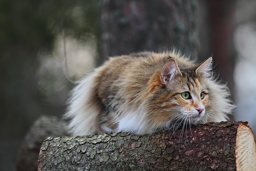 A Norwegian forest cat outdoors.