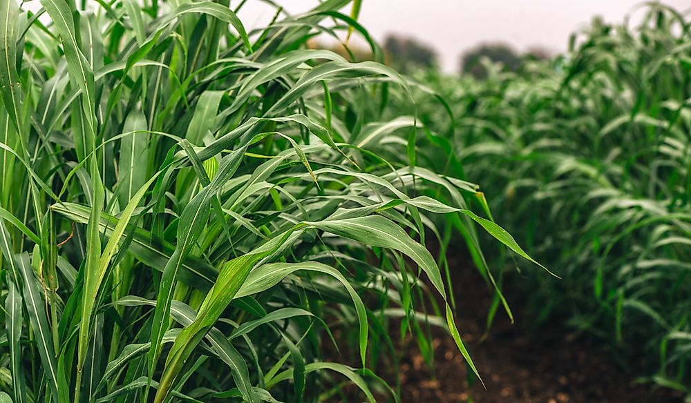 Sorghum plantation in Sudan.