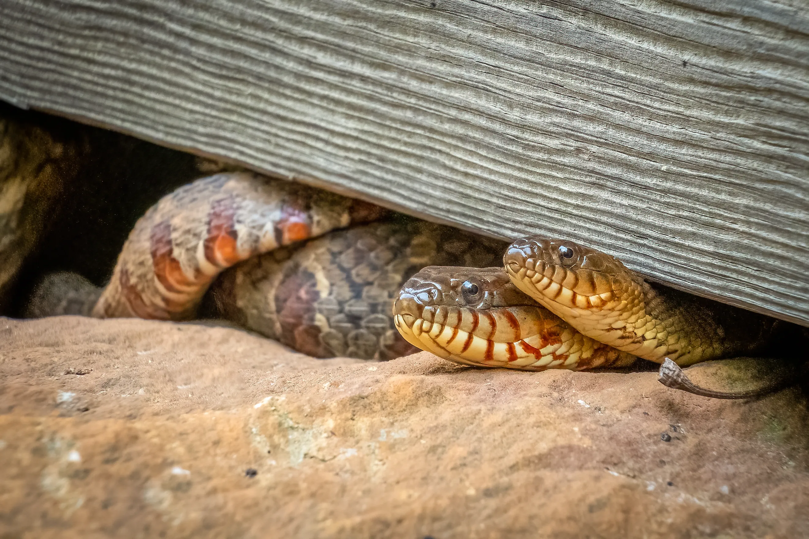 A pair of northern water snakes.