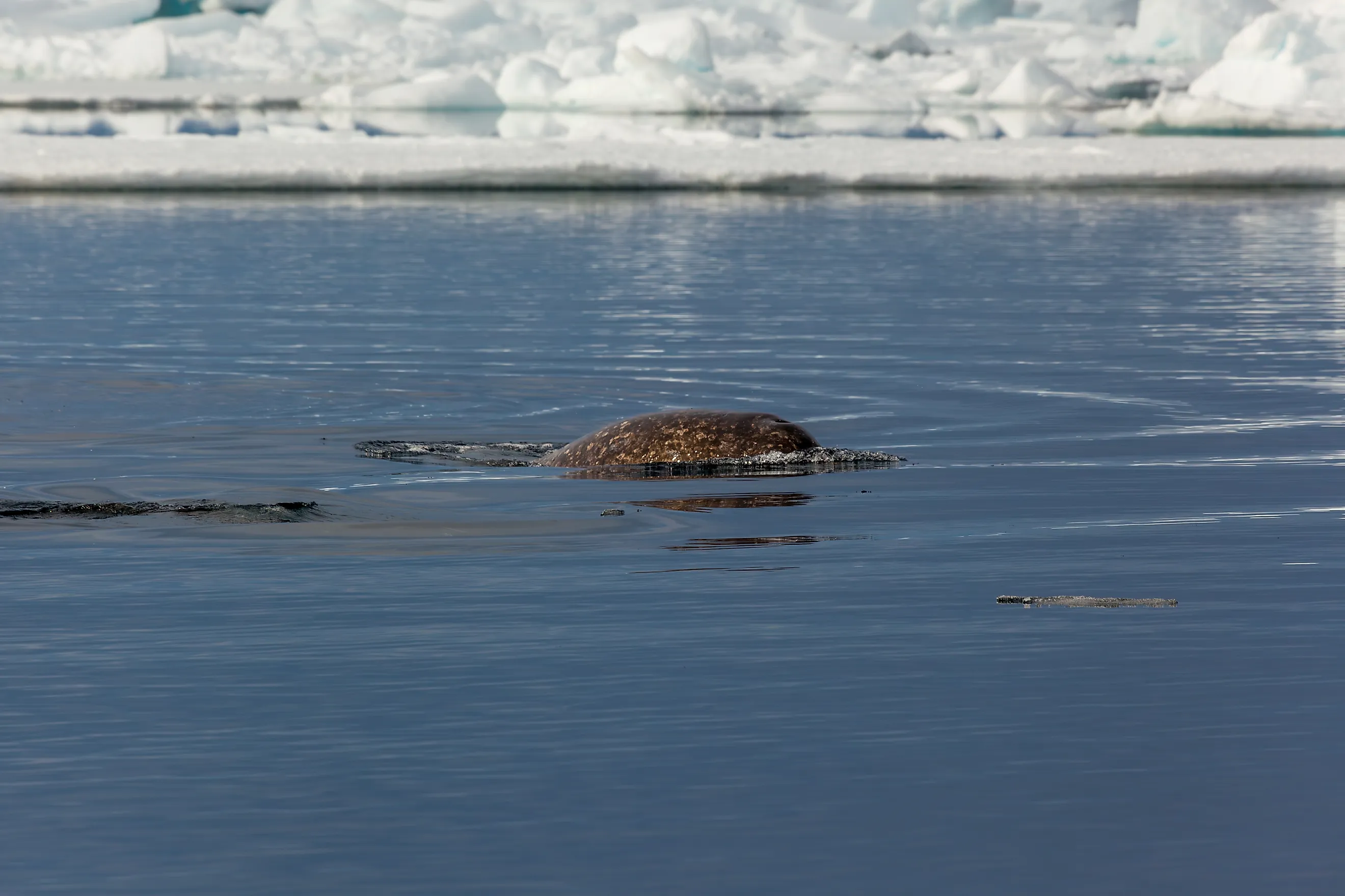 Majestic Narwhal Surfacing in the Arctic Ocean Near Ice Floes