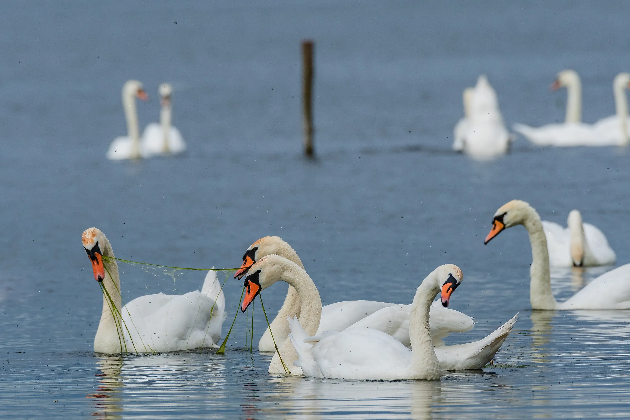 Mute swan (Cygnus olor) is a large water bird with white feathers