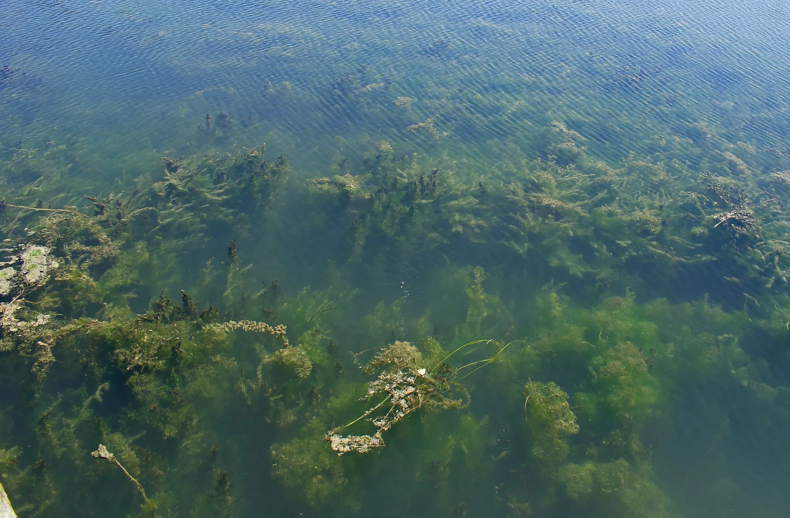 Algae Blooms in Lake Erie