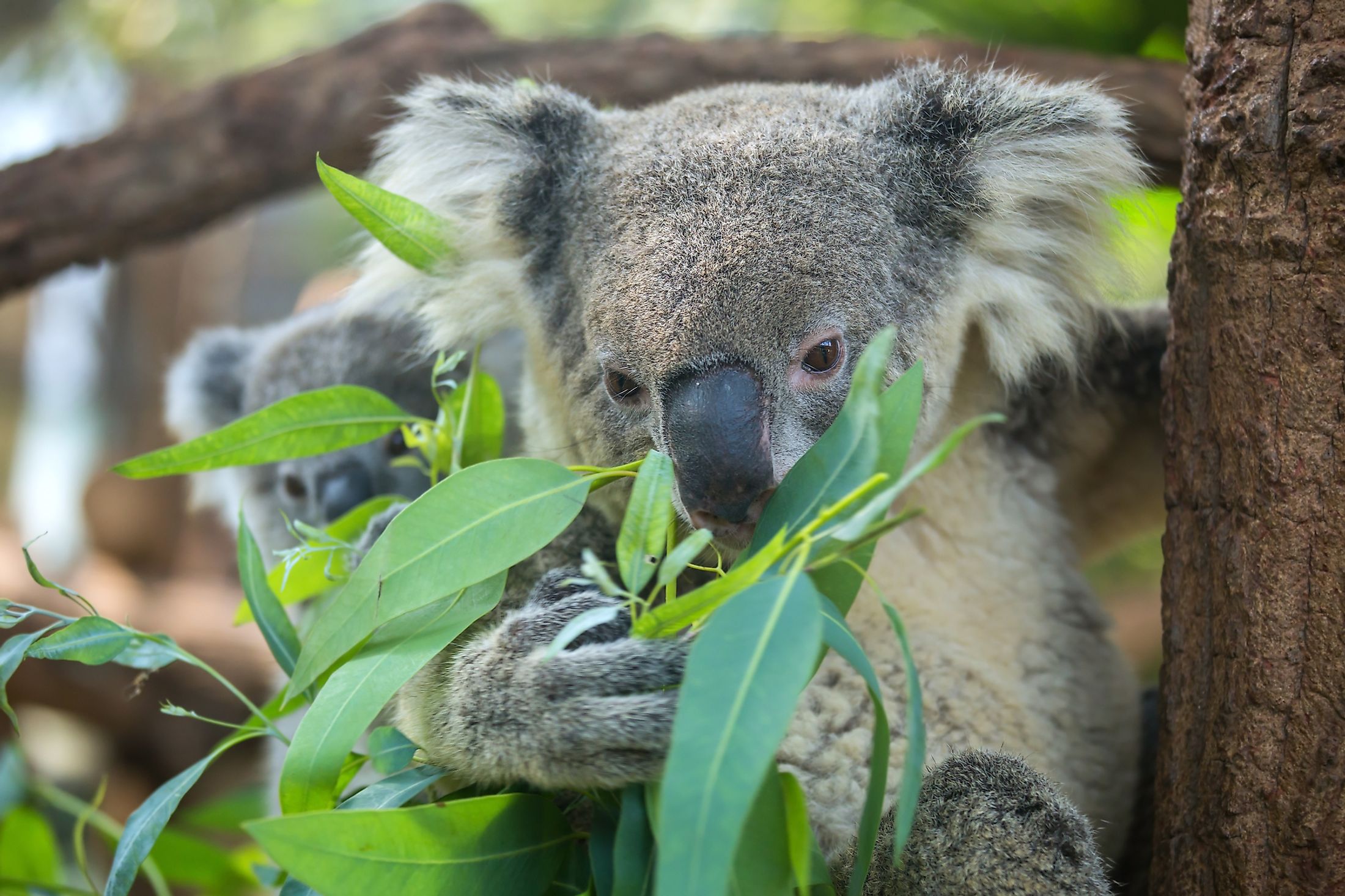 Comment S'appelle La Femelle Du Koala What Is The Role Of Koalas In The Ecosystem? - WorldAtlas