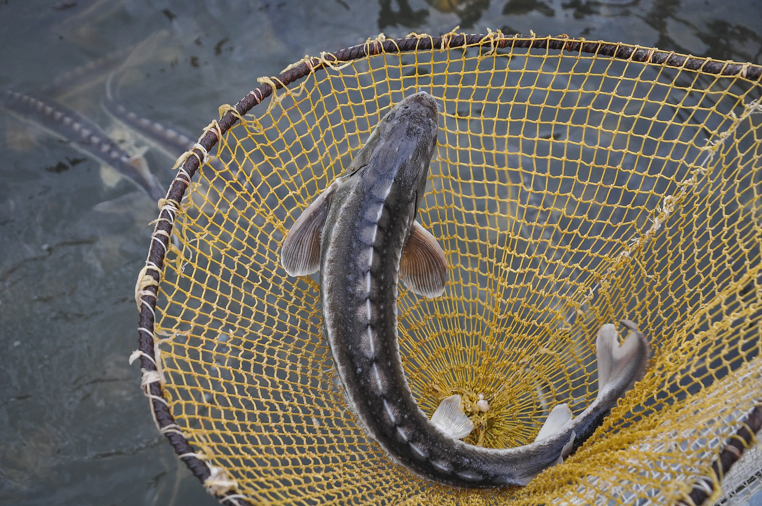 Sturgeon fish in river water