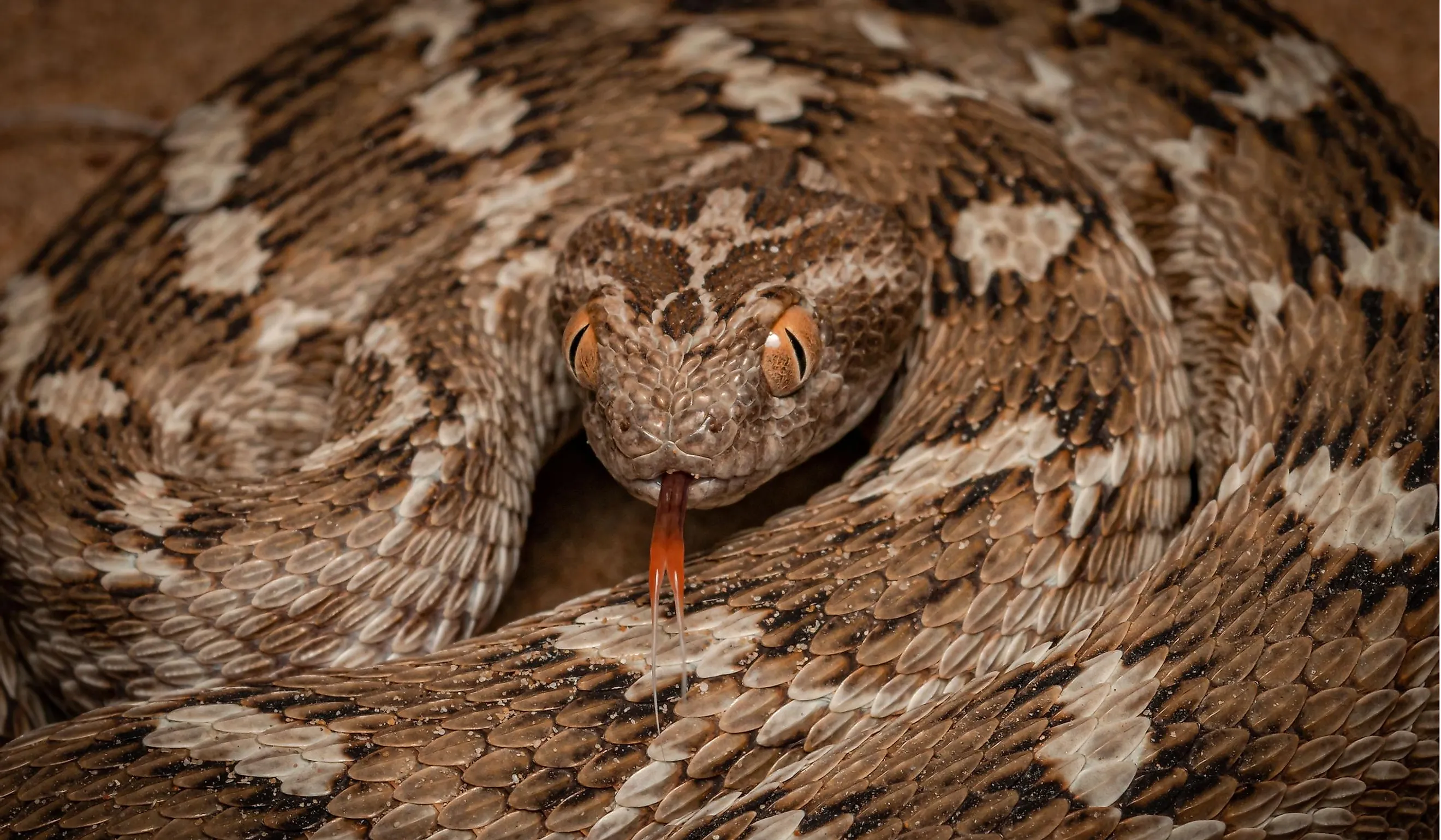 Saw scaled viper one of the most venomous snake in UAE.