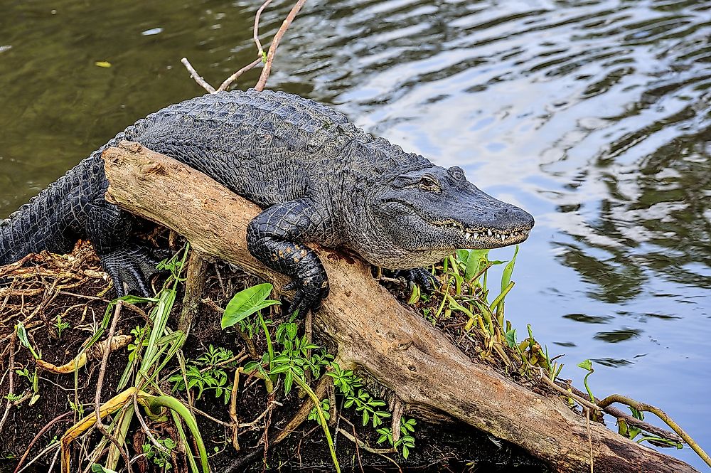 American alligators can grow to be 5 meters long and weigh 600 kilograms.