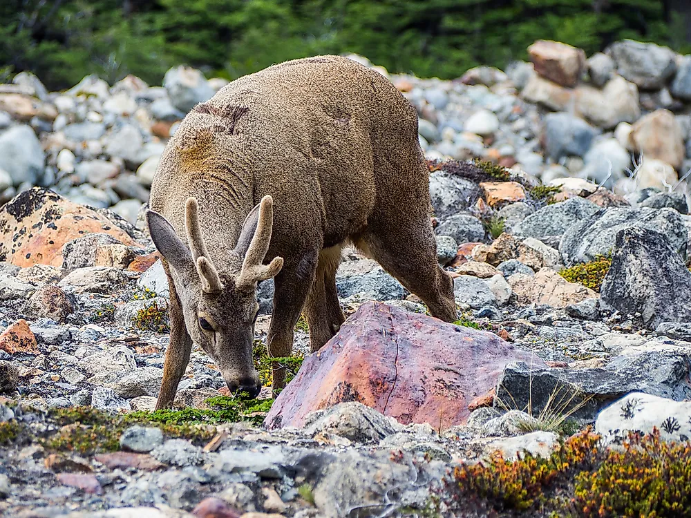 A huemul in Argentina.
