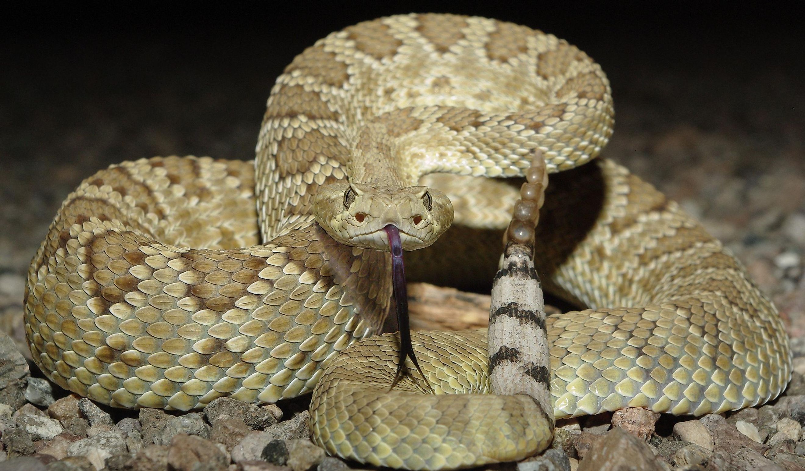 Mohave Rattlesnake. 