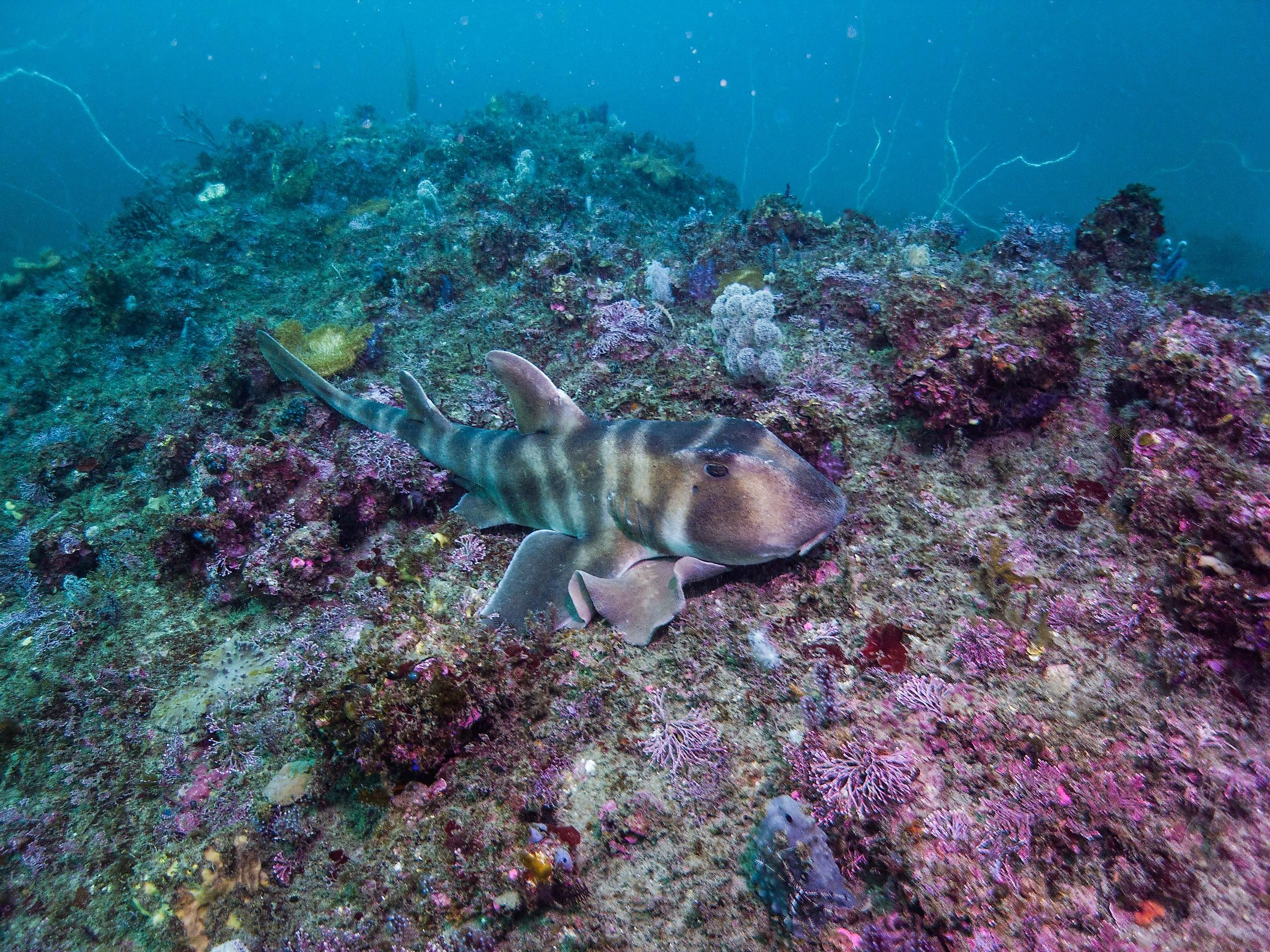 Do Sharks Lay Eggs? - WorldAtlas