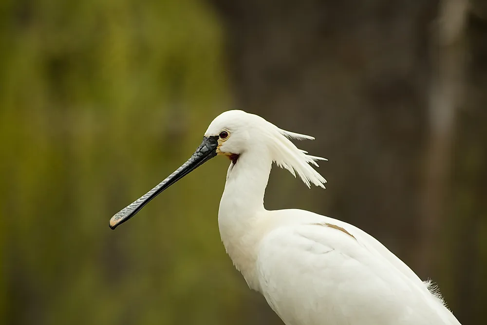 A Eurasian (common) spoonbill.