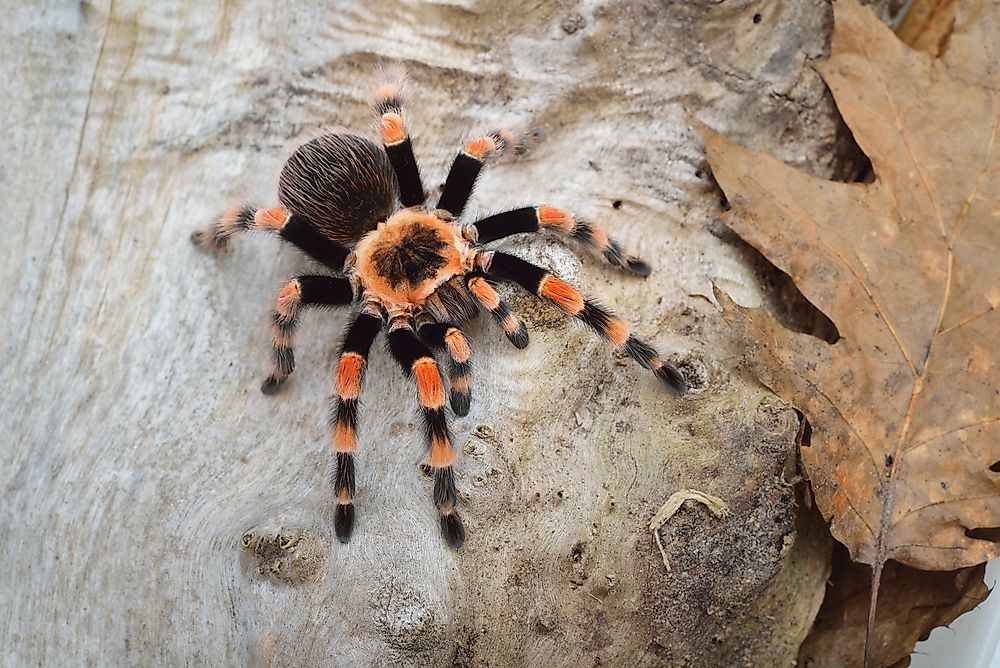 A tarantula in Australia.