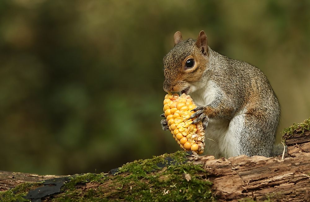 Squirrels are omnivores, meaning they can eat plants and meat as well.