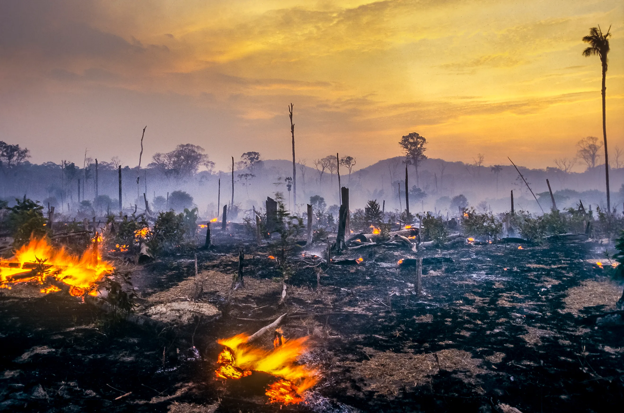 <p>The Earth has lost roughly 420 million hectares of forest since 1990, an area larger than India, according to the State of the World's Forests report from the United Nations' Food and Agriculture Organization. The pace has eased, and replanting now off
