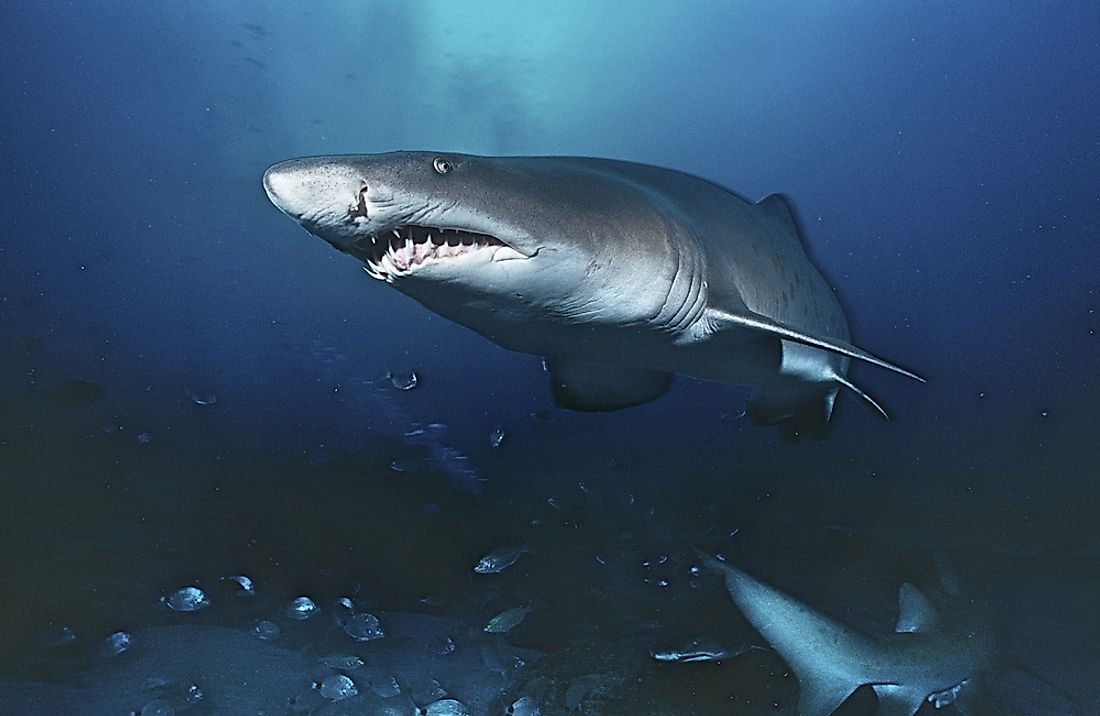 The World s Largest Sharks WorldAtlas
