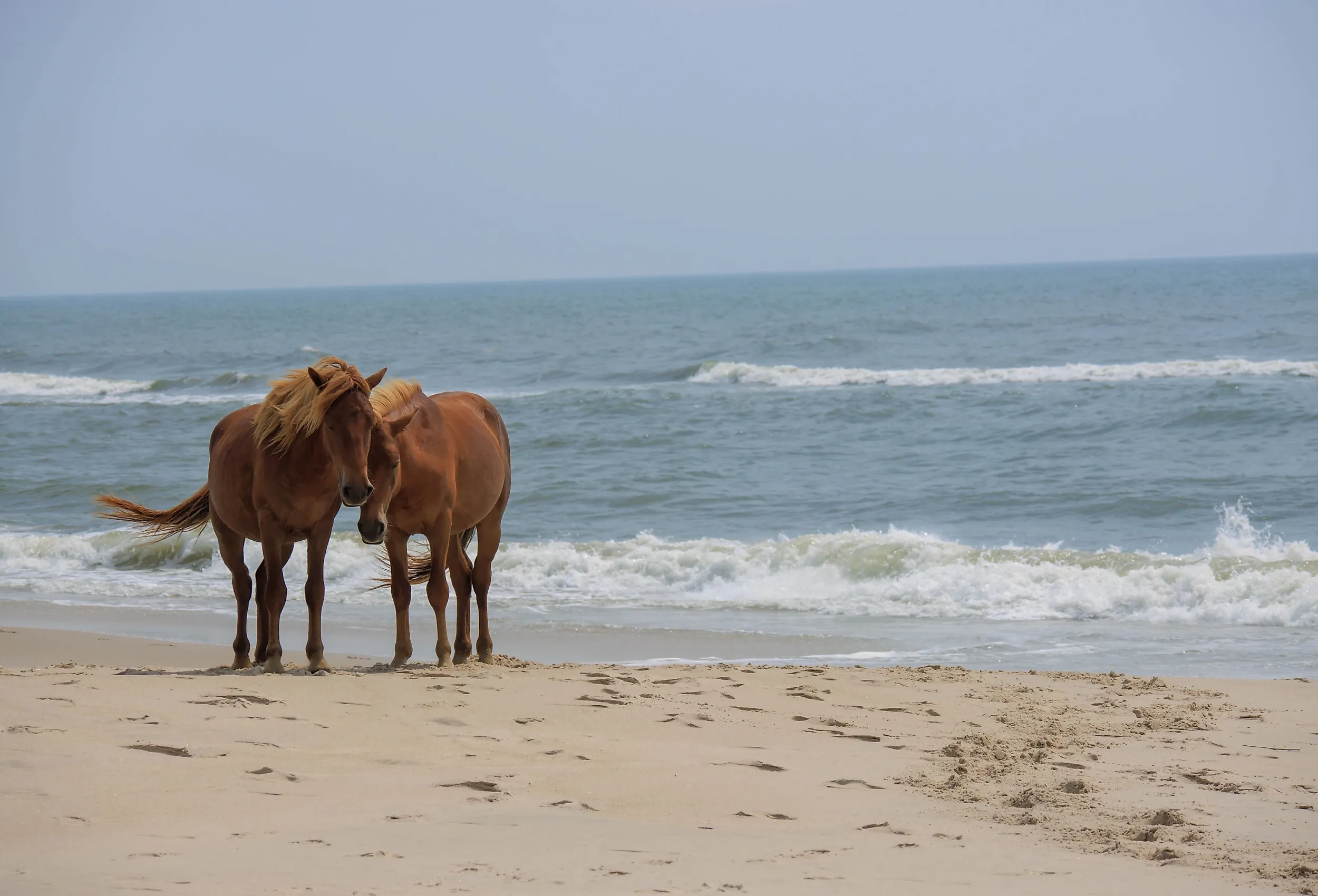 Horses on the beach at Assateague Island National Seashore