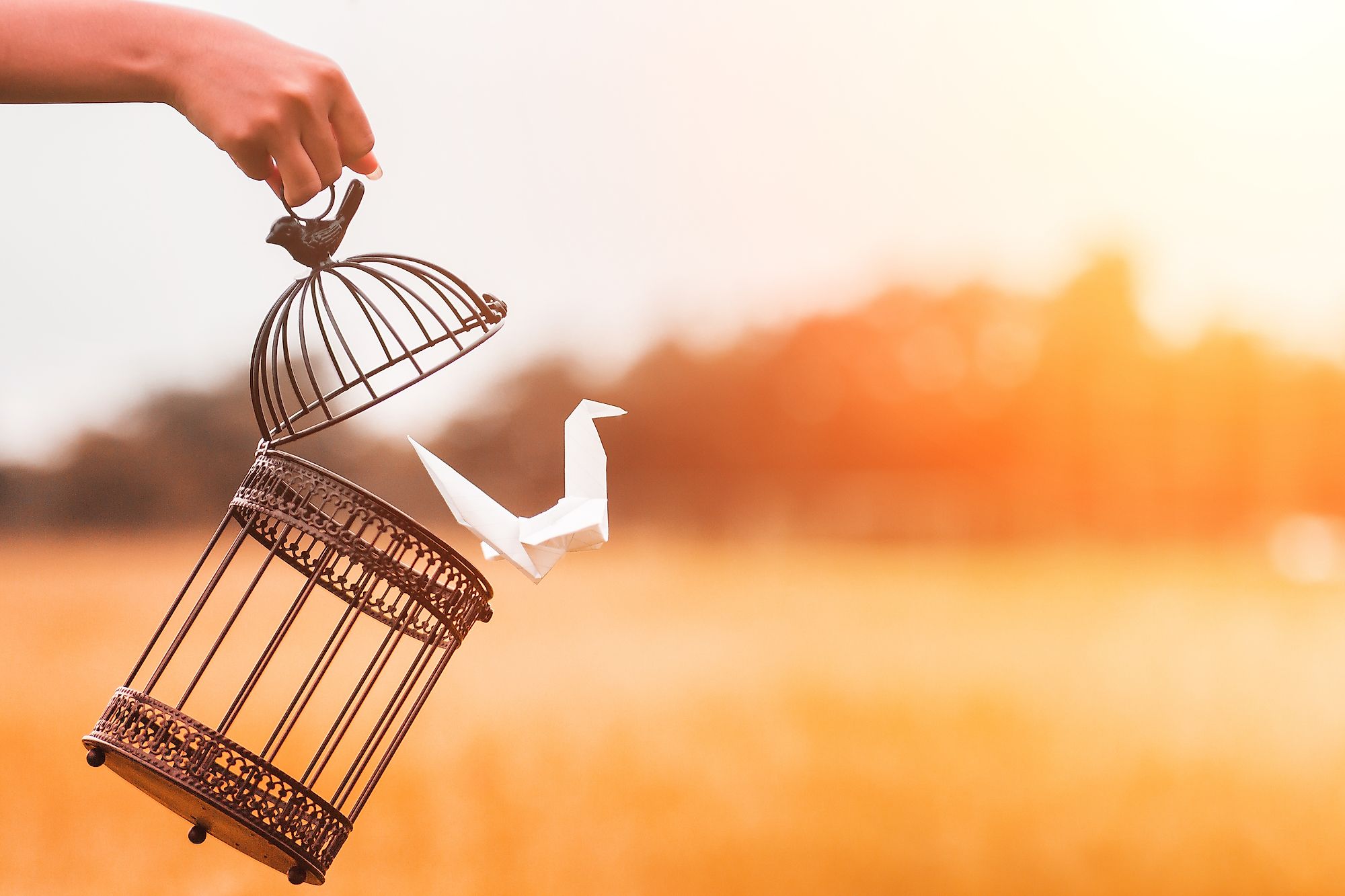 Birds are meant to fly. Keep them free.