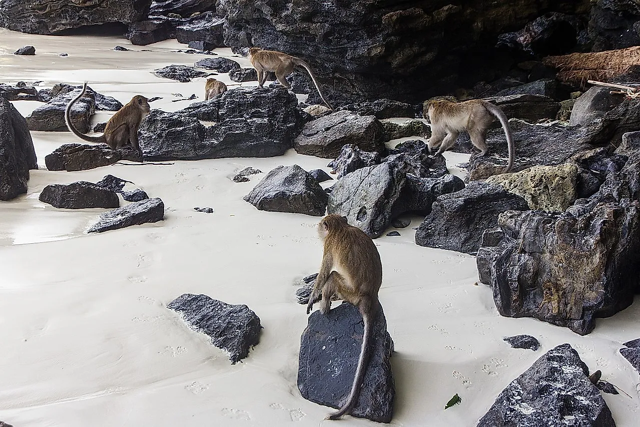 Macaques in the white sands of Phi Phi island. Image credit: Alexey Komarov/Wikimedia.org