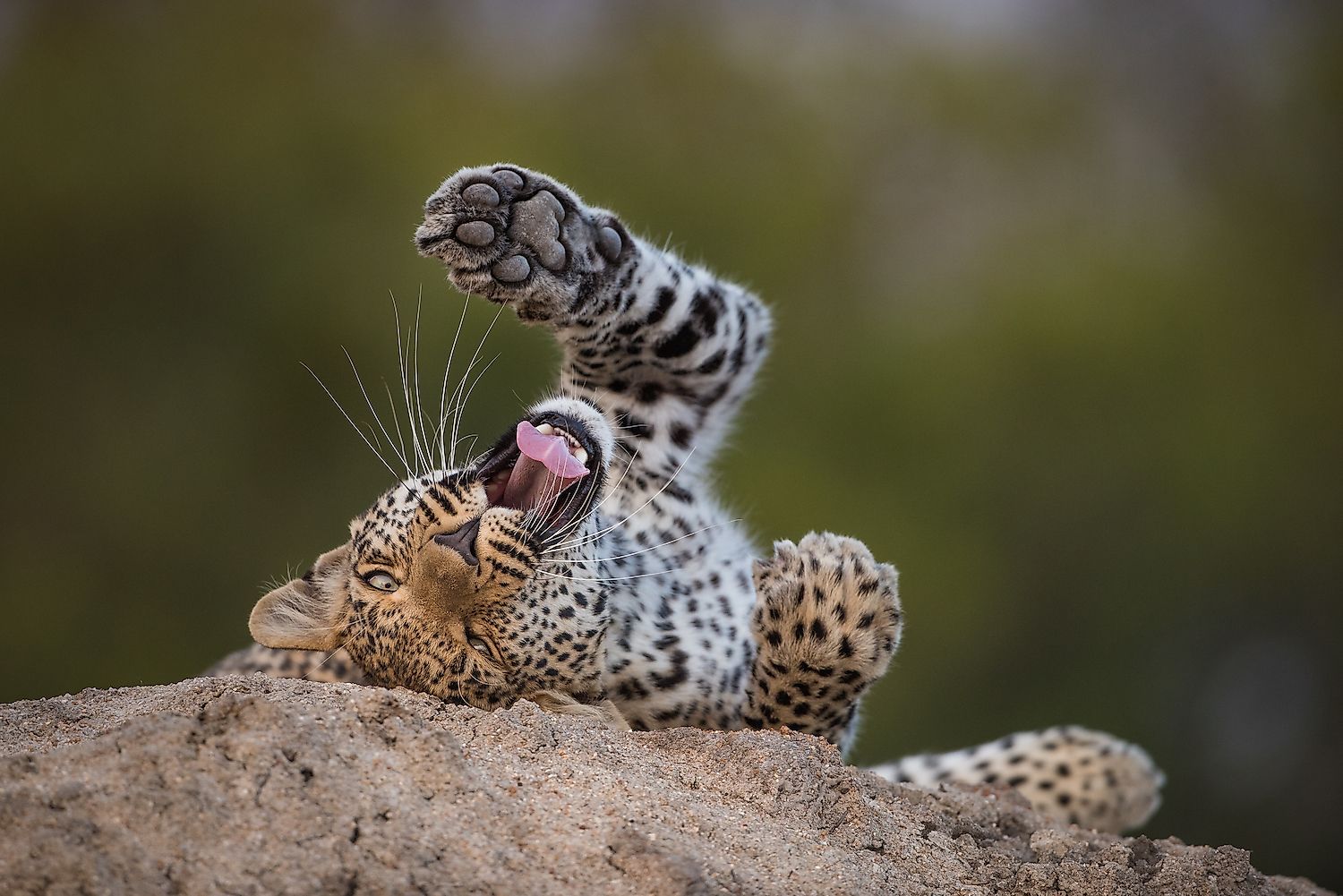 Are there tigers in africa worldatlas