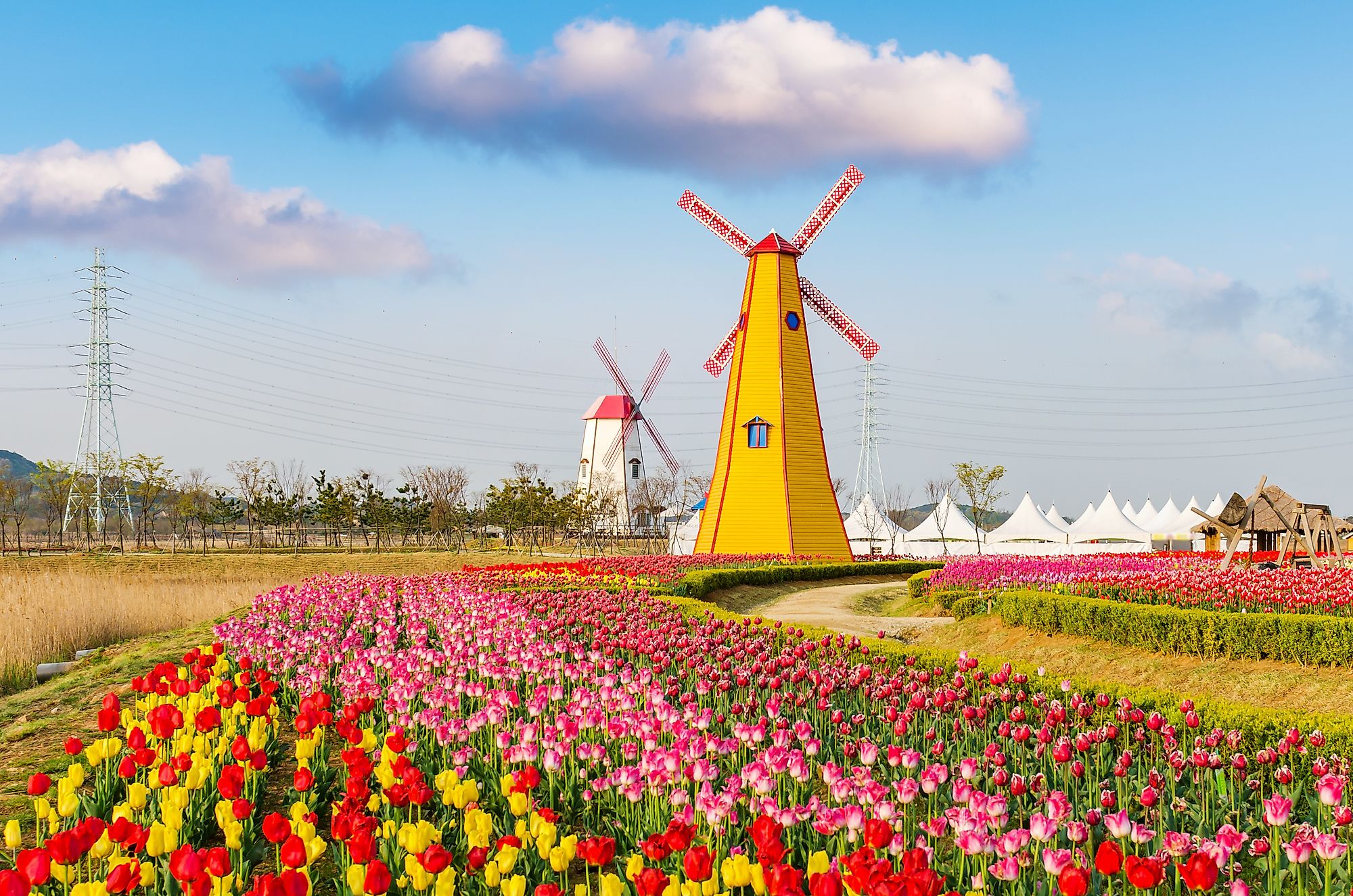 Windmills and tulip gardens in Holland, Michigan.