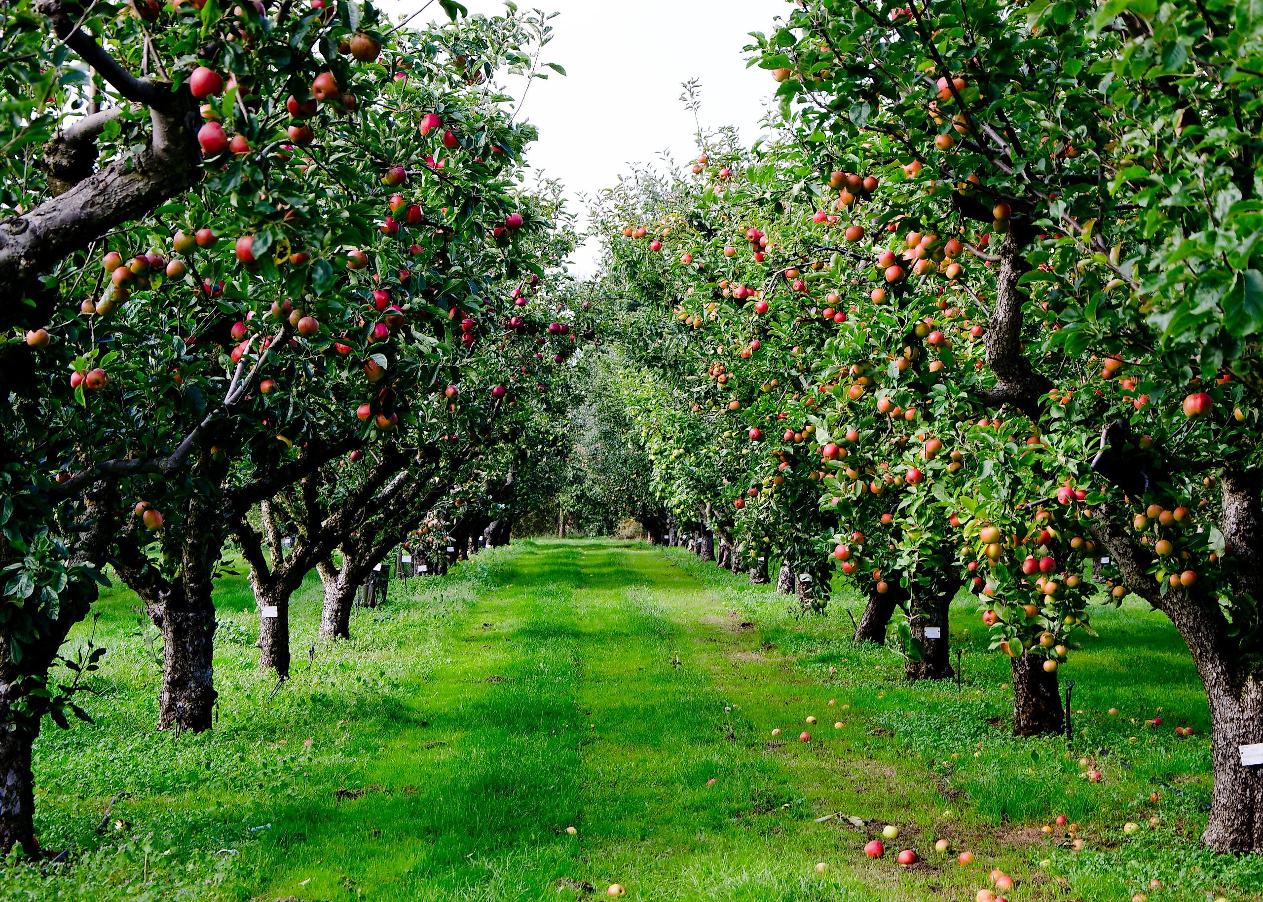 Rows of apple trees.