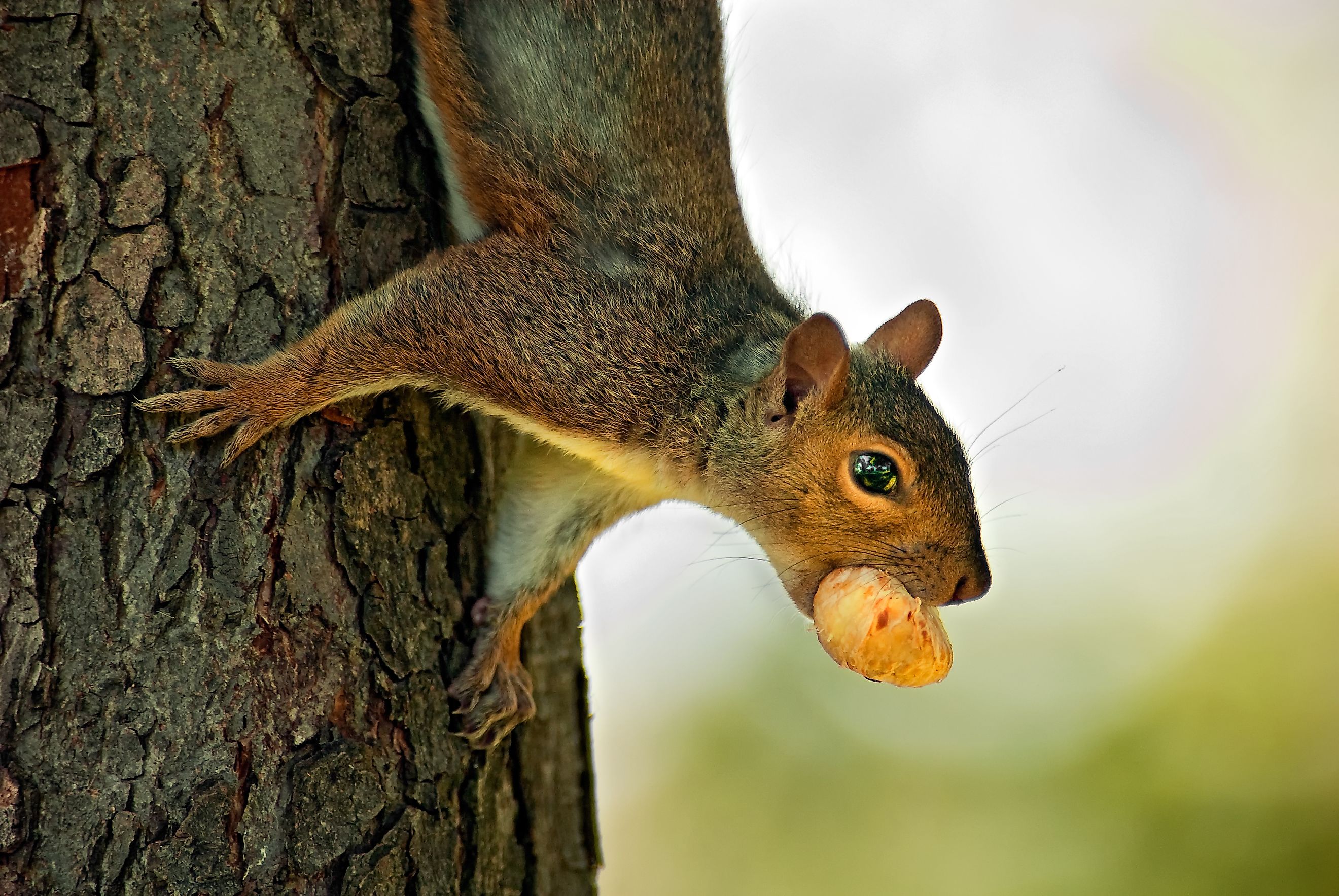 Eastern Gray Squirrel (Sciurus carolinensis) hanging upside down from a tree with hazelnut in its mouth. Montreal, Quebec, Canada, North America. Via Shutterstock / Captain Crizelini