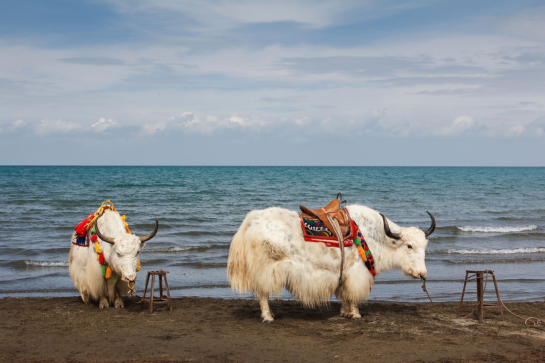 Yaks by the shores of the Qinghai Lake in China